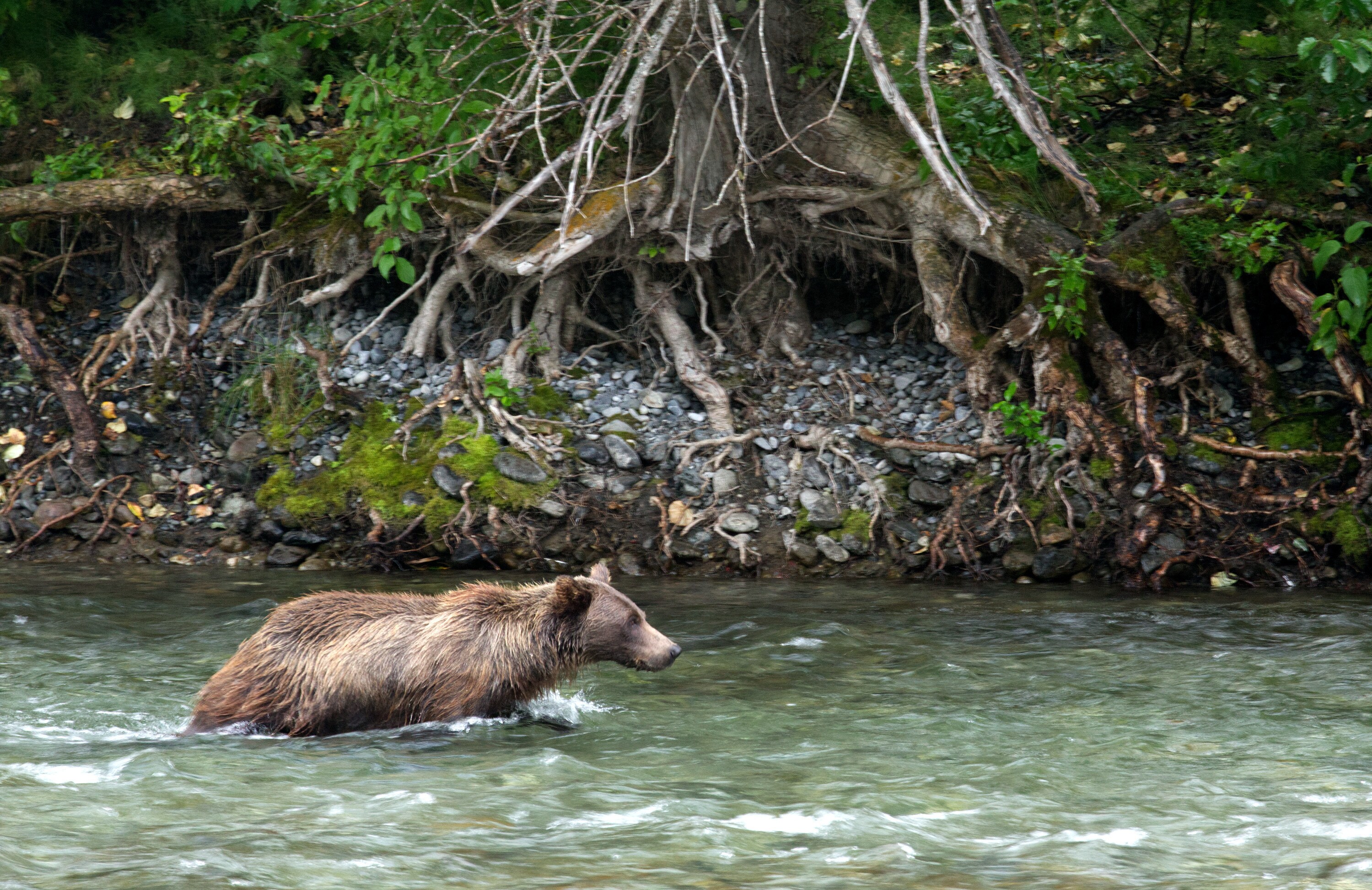 Fern hunts for salmon in the river. (National Geographic for Disney+/Samuel Ellis)