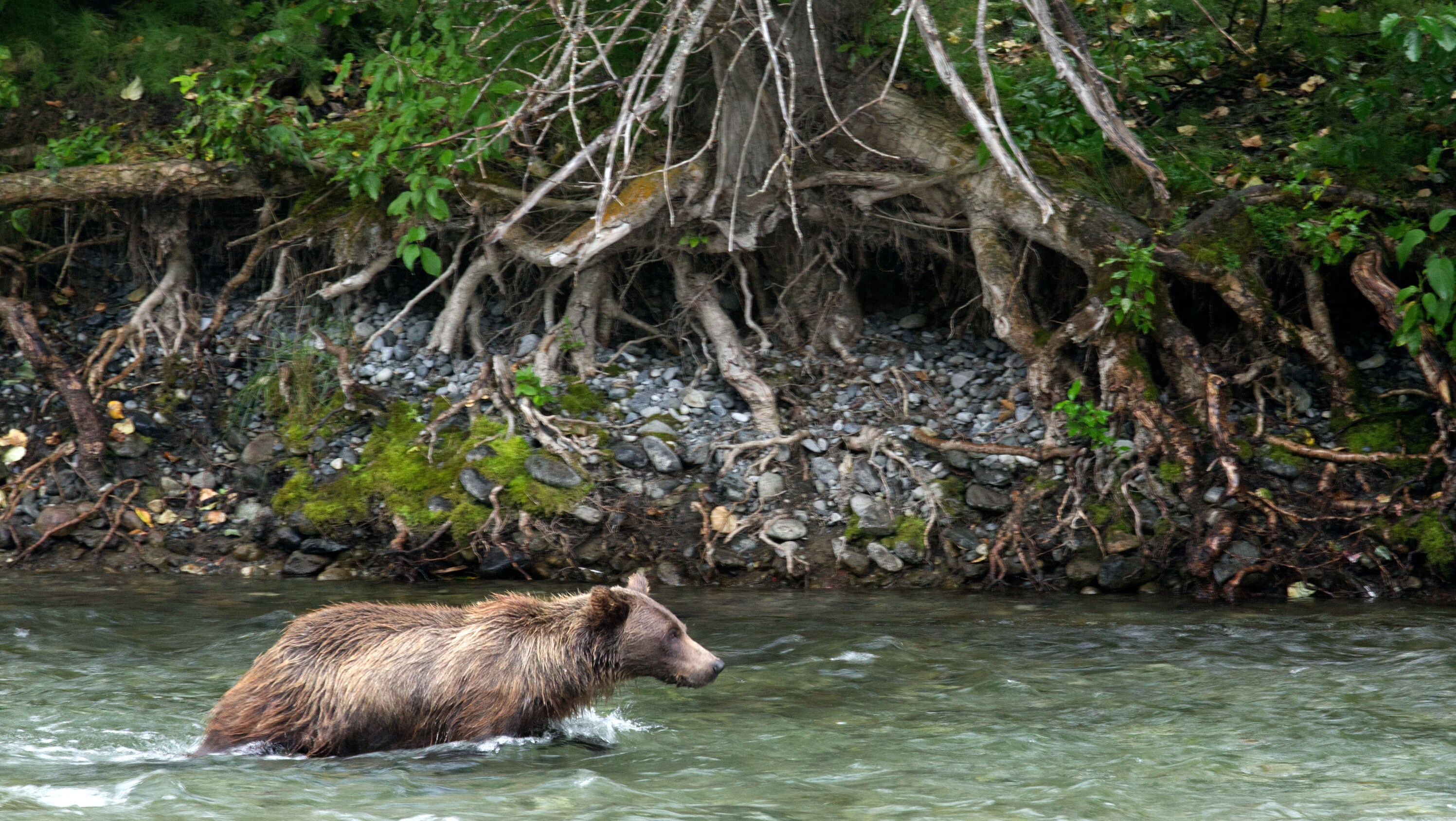 Fern hunts for salmon in the river. (National Geographic for Disney+/Samuel Ellis)