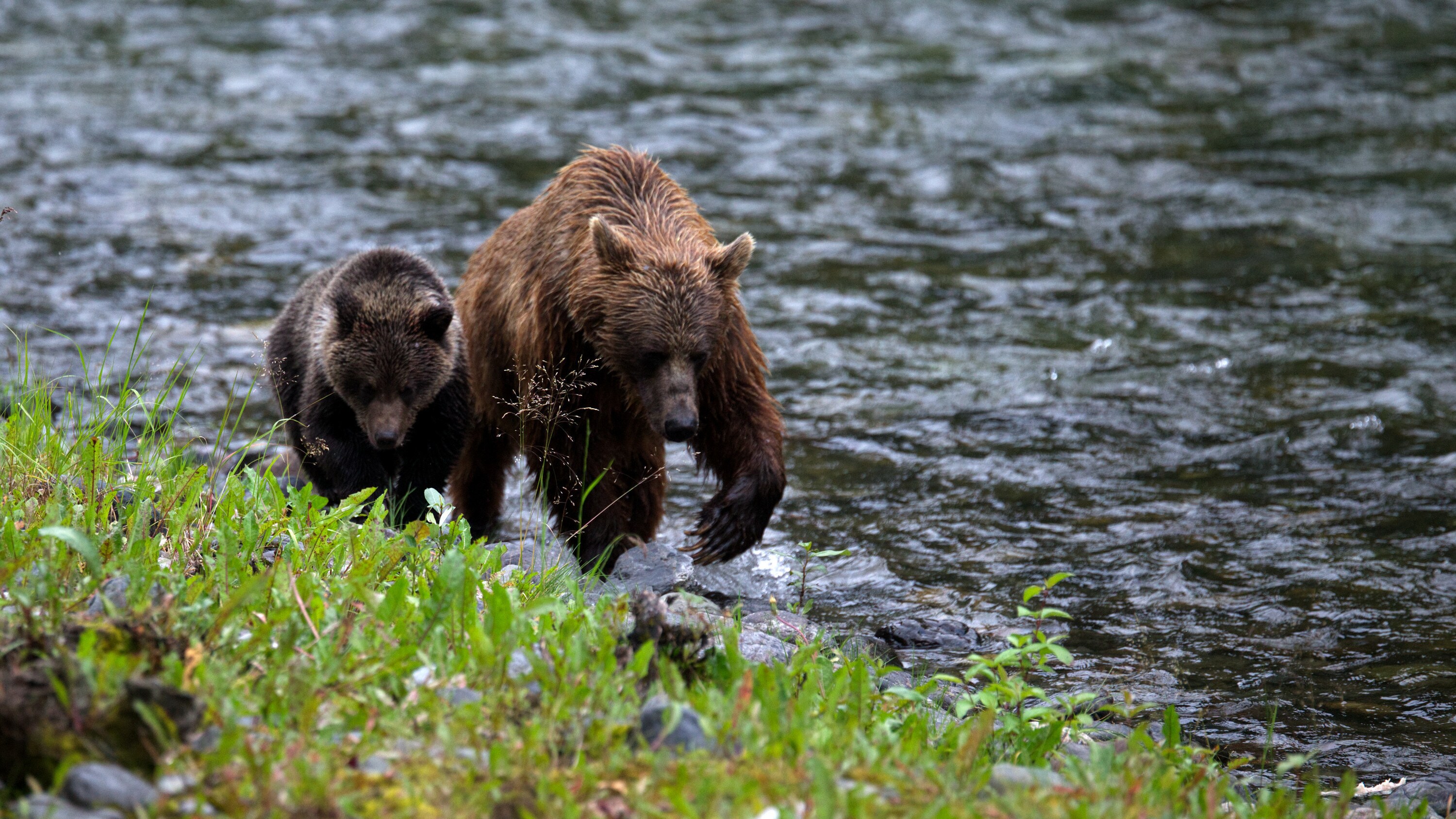 Brown Bear  National Geographic