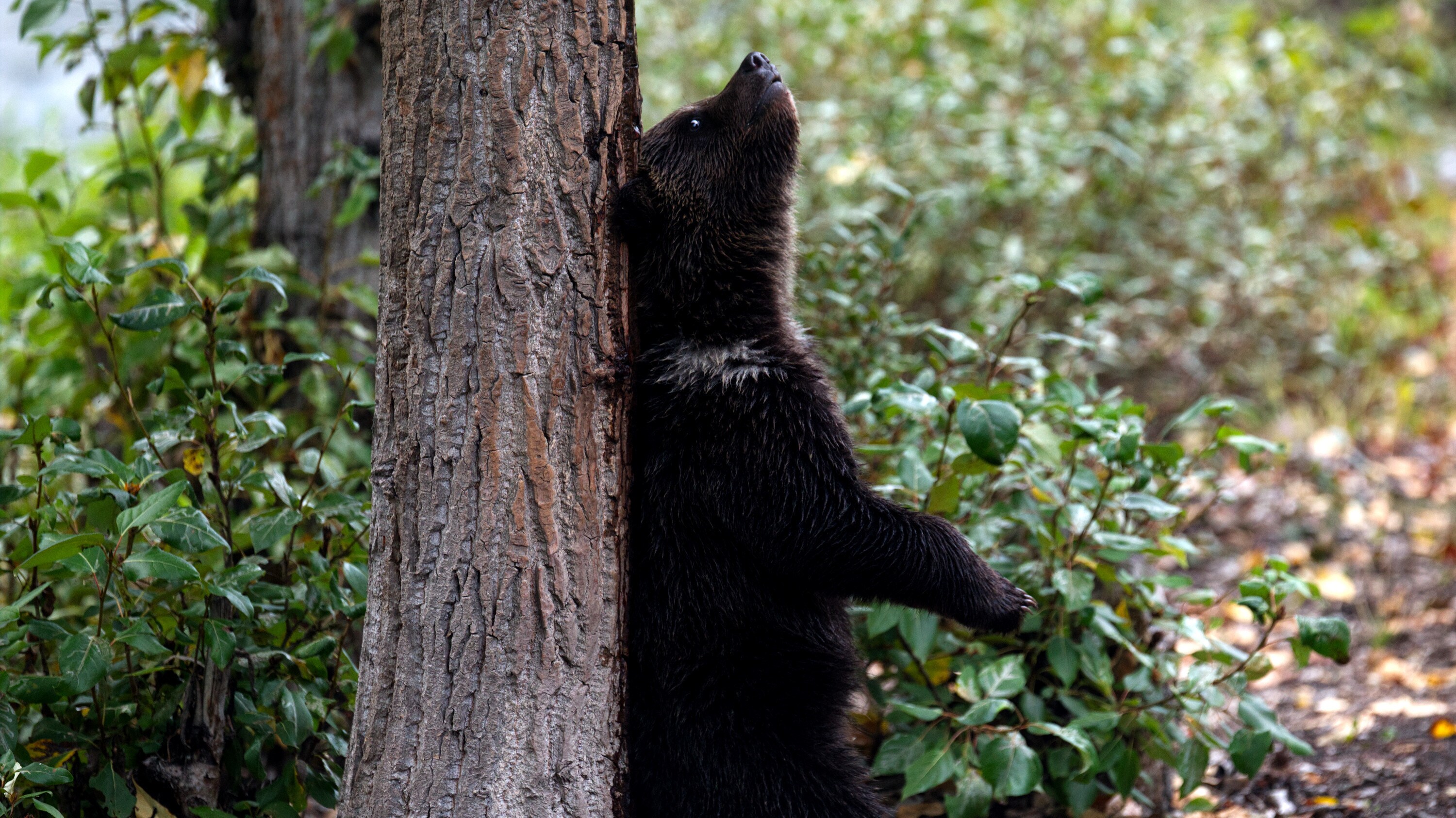Bear cub standing and scratching his back on tree trunk. (National Geographic for Disney+/Samuel Ellis)