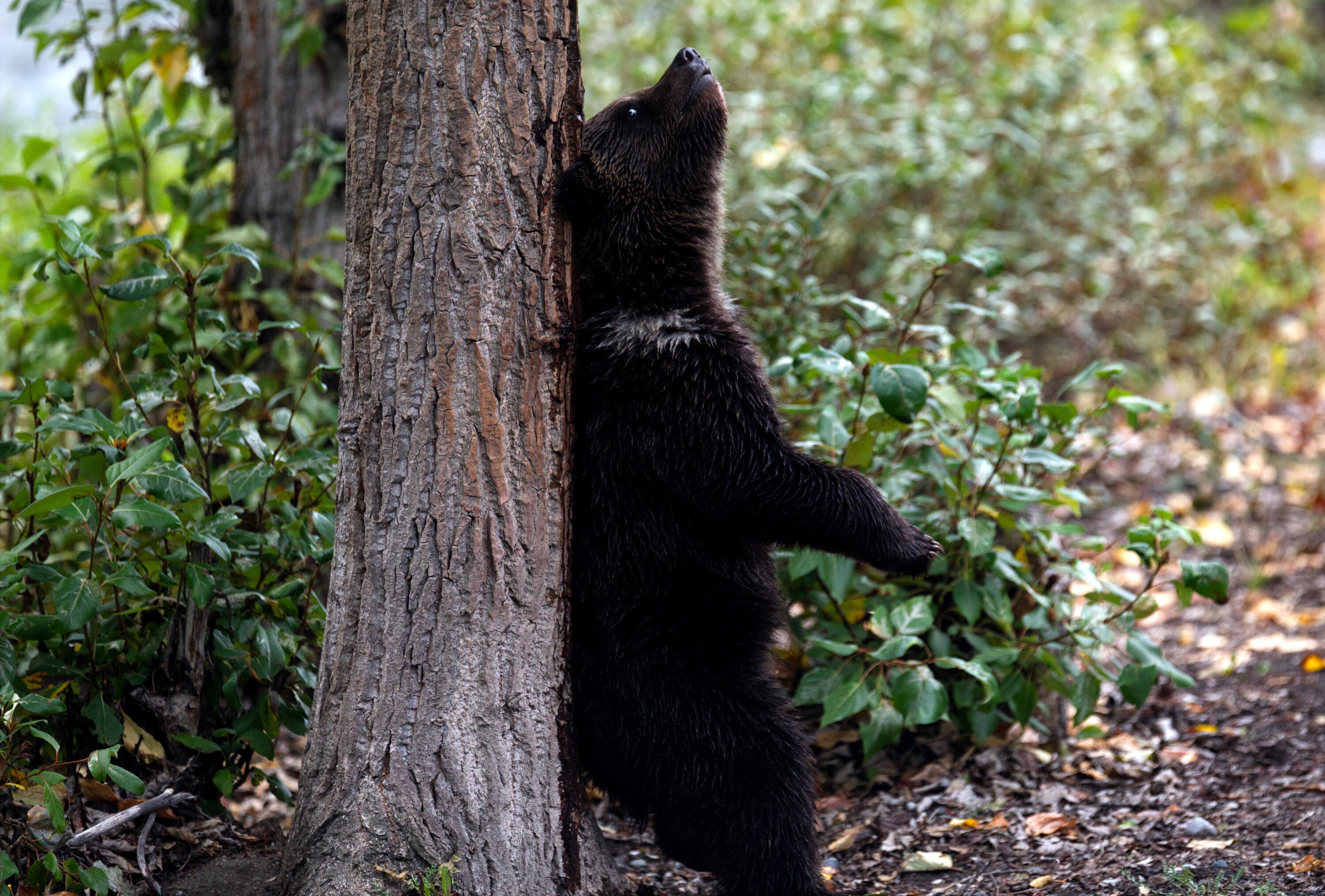 Bear cub standing and scratching his back on tree trunk. (National Geographic for Disney+/Samuel Ellis)