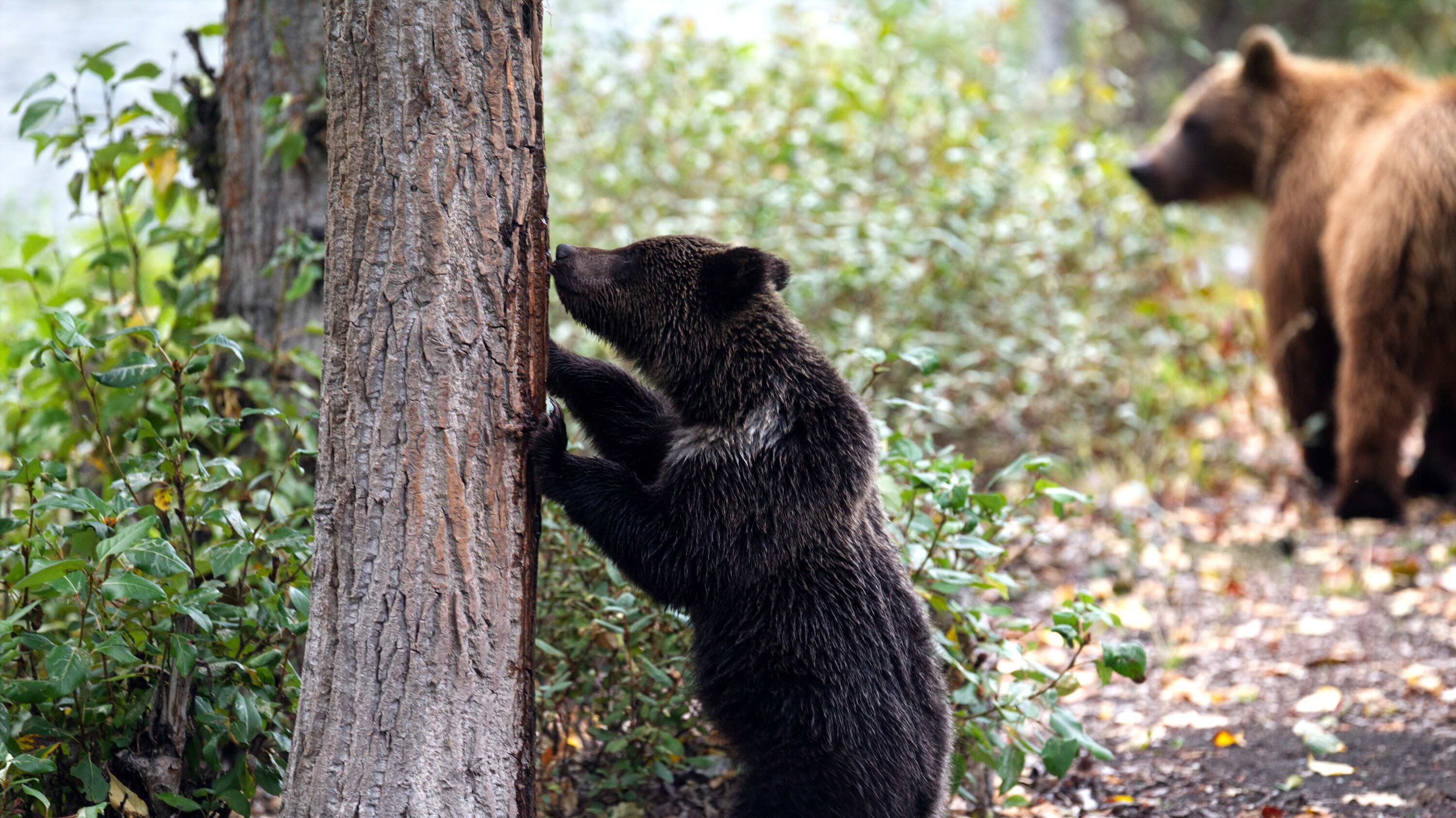 Bear cub standing against a tree and sniffing the bark near the river. (National Geographic for Disney+/Samuel Ellis)
