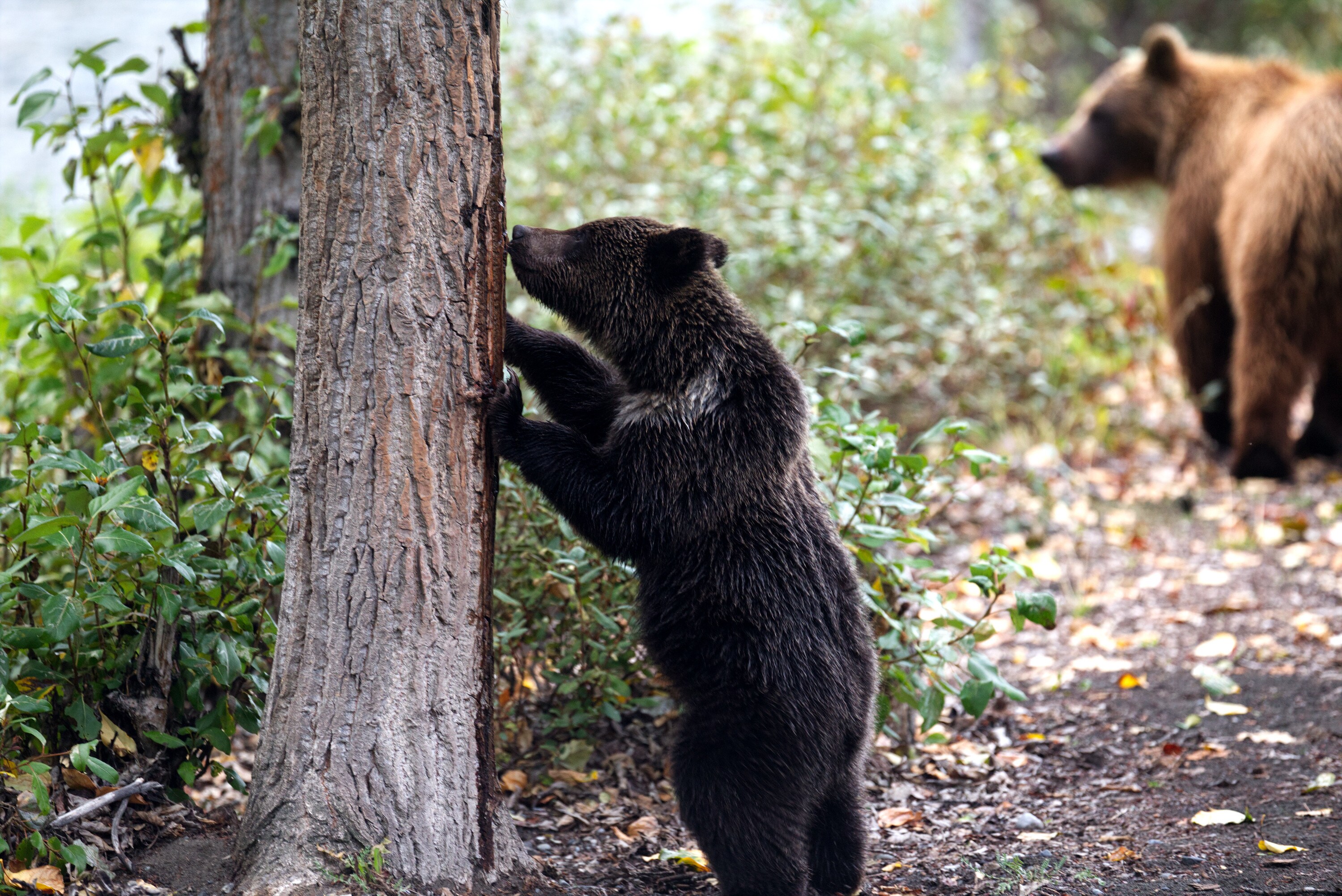 Bear cub standing against a tree and sniffing the bark near the river. (National Geographic for Disney+/Samuel Ellis)