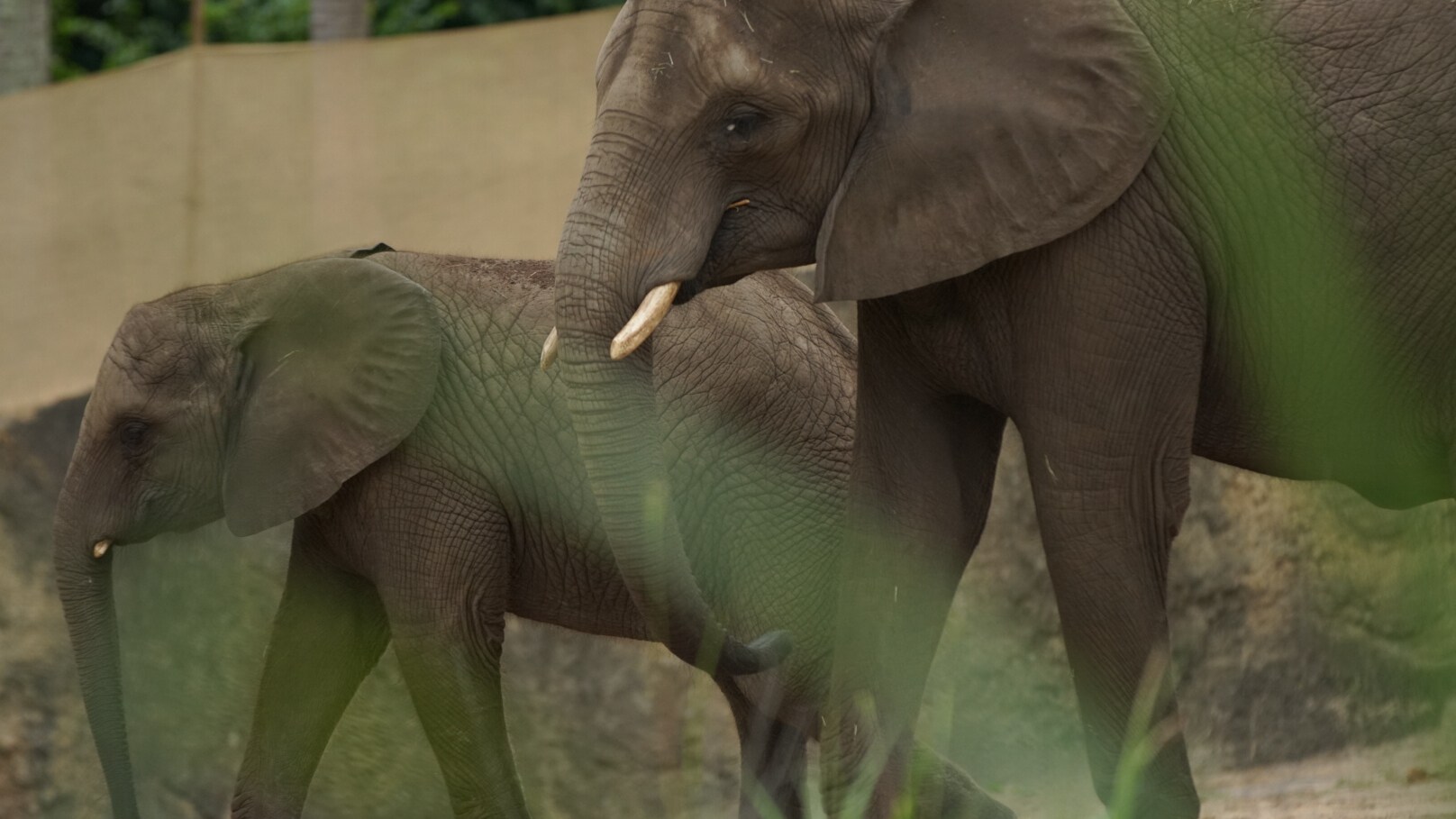 African elephants Nadirah and Stella. (Disney)