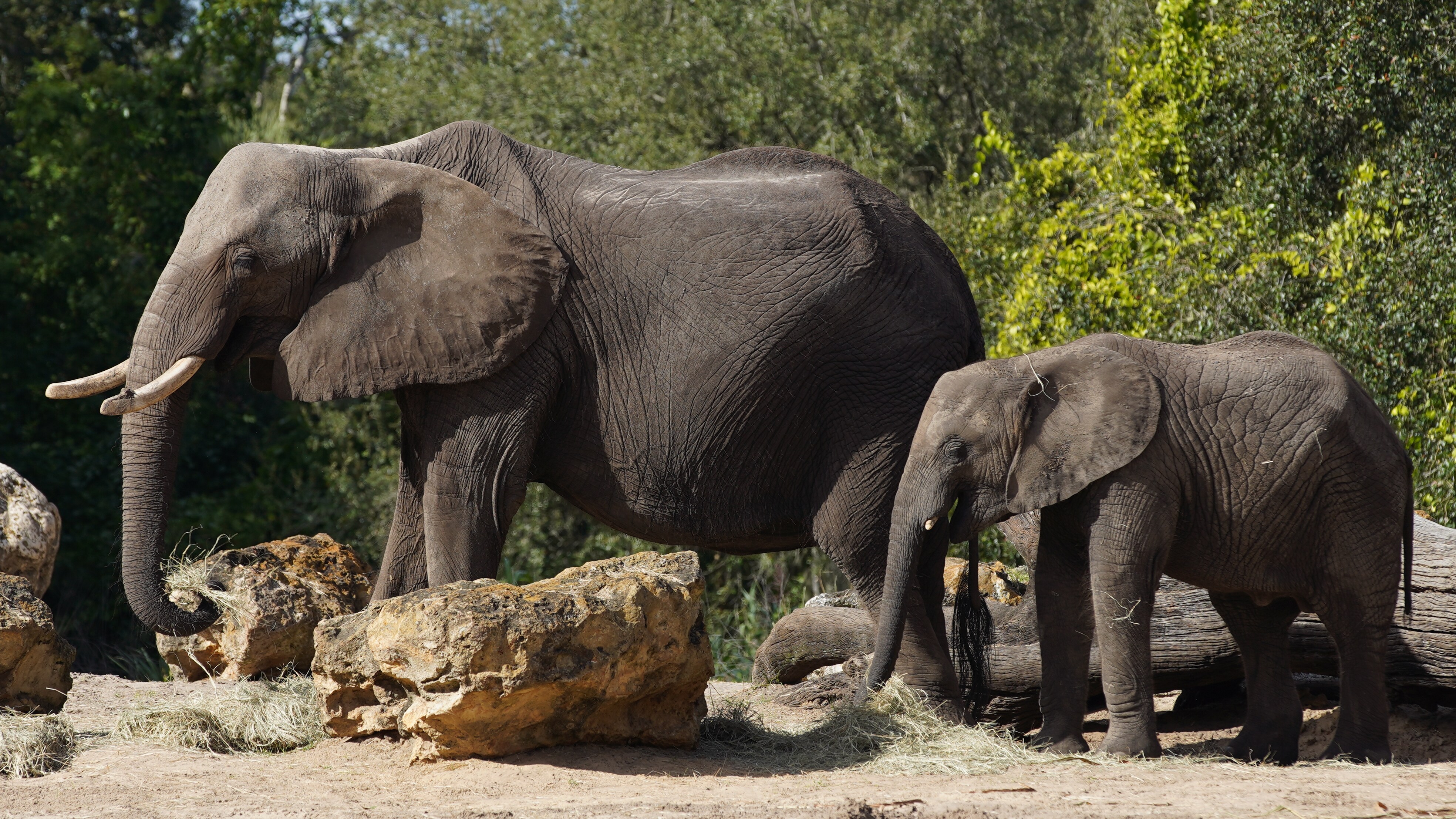 African Elephants at Harambe Wildlife Reserve. (Disney)