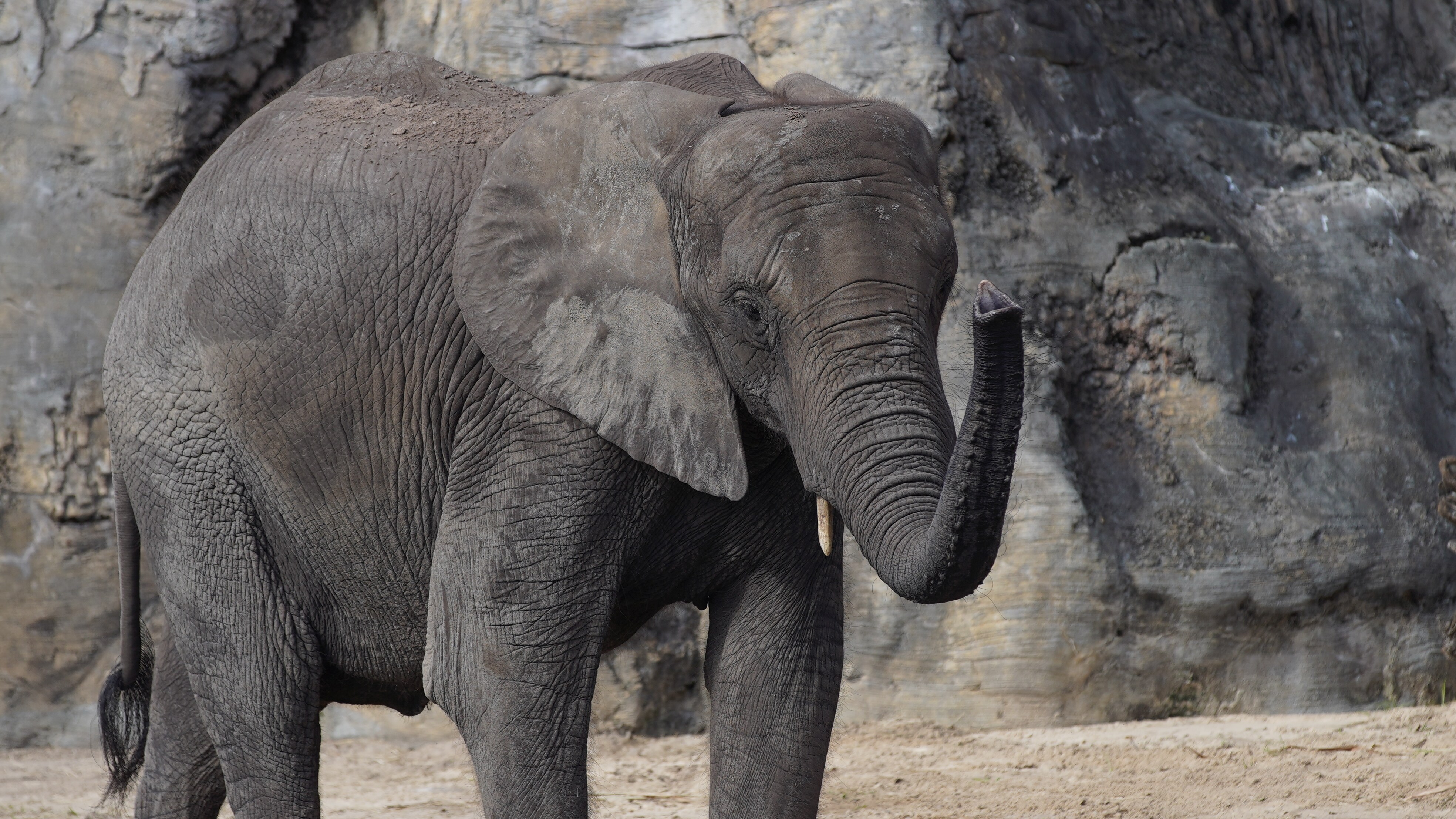 African Elephant at Harambe Wildlife Reserve. (Disney)