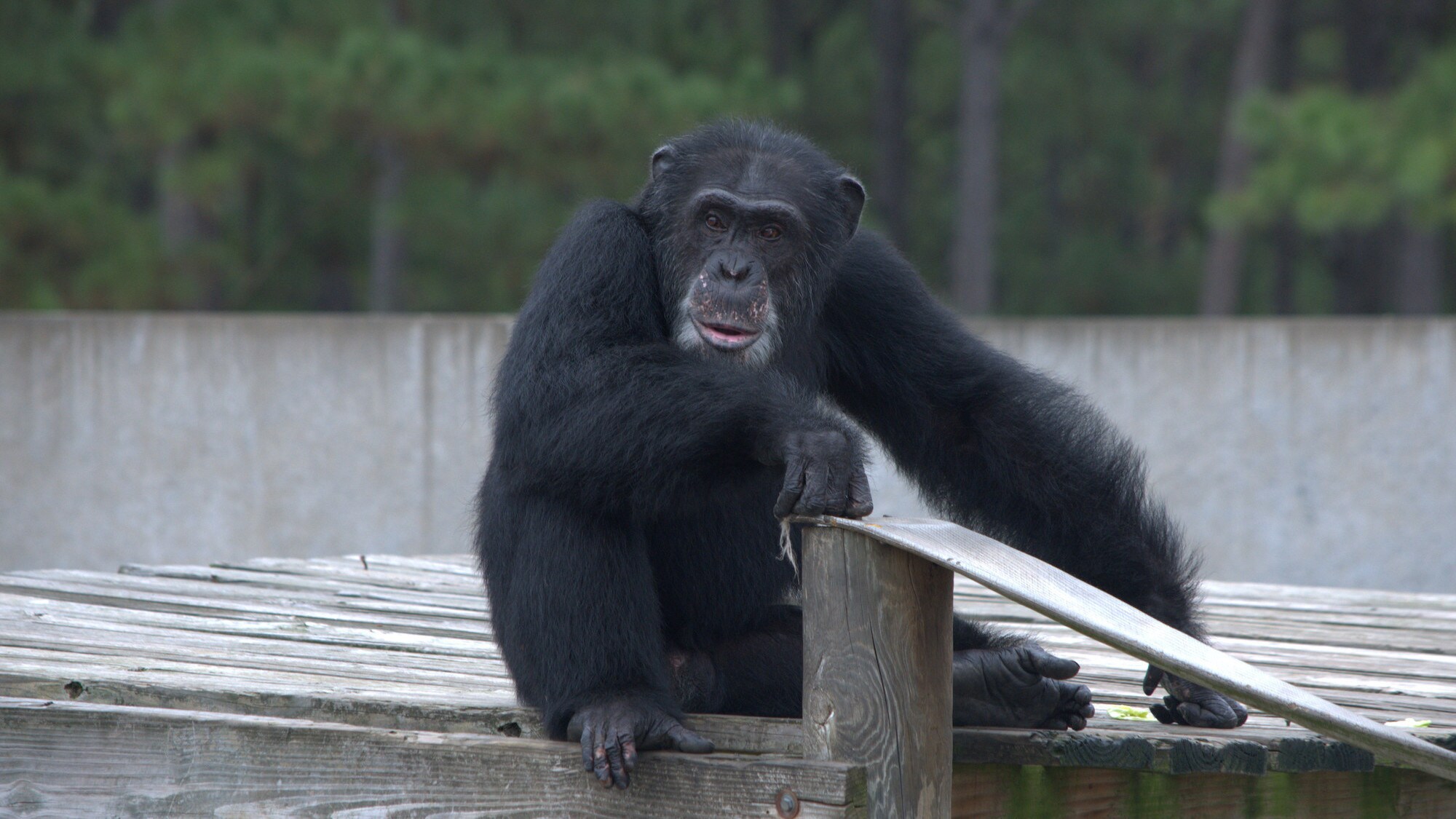 Henry sat on platform looking into distance. Donovan’s group. (Chimp Haven)