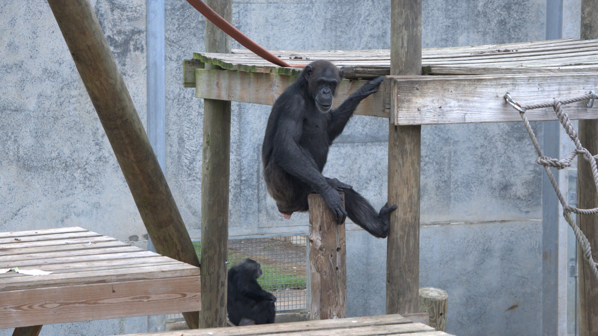 Marie sat on top of wooden pole. One hand on the pole, the other resting on the platform. Donovan’s group. (Chimp Haven)