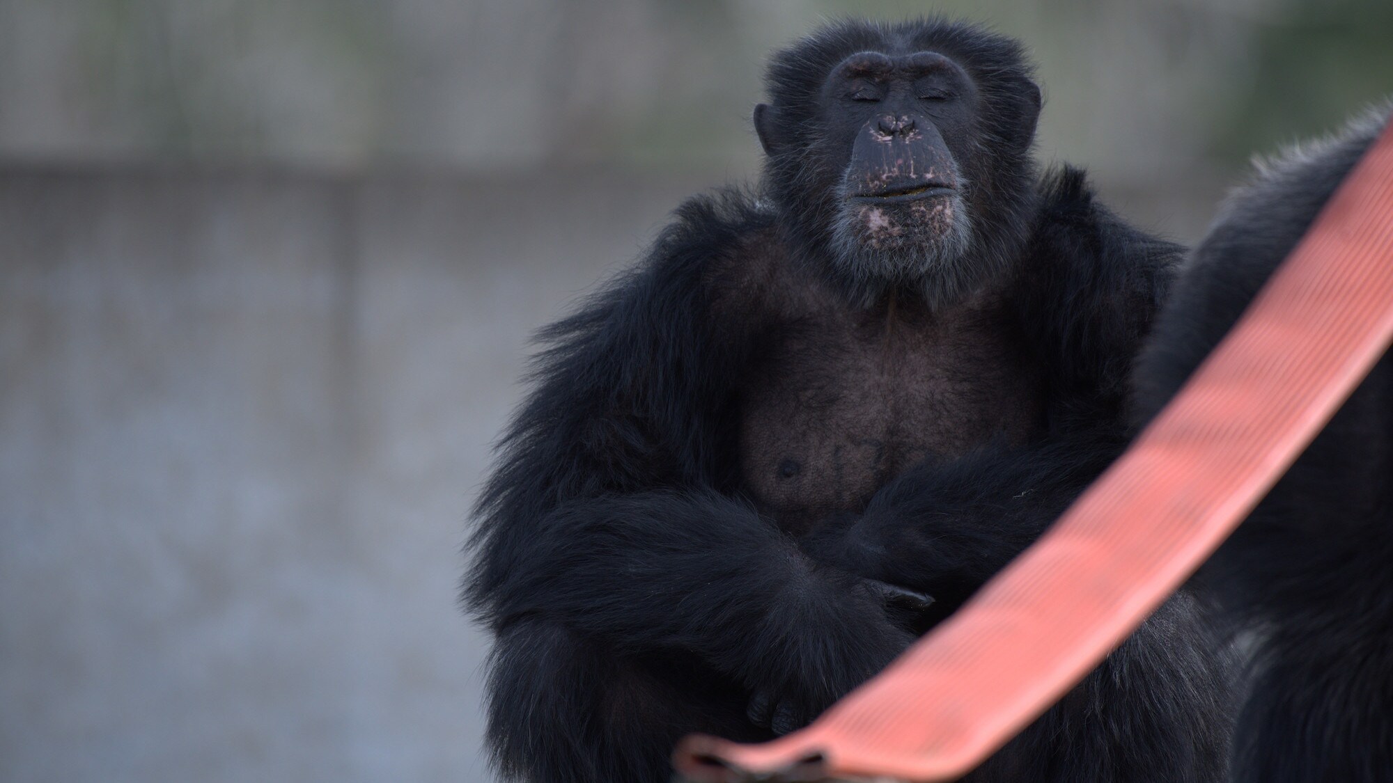 Austin sitting, head held high with eyes shut. Spock’s group. (Chimp Haven)