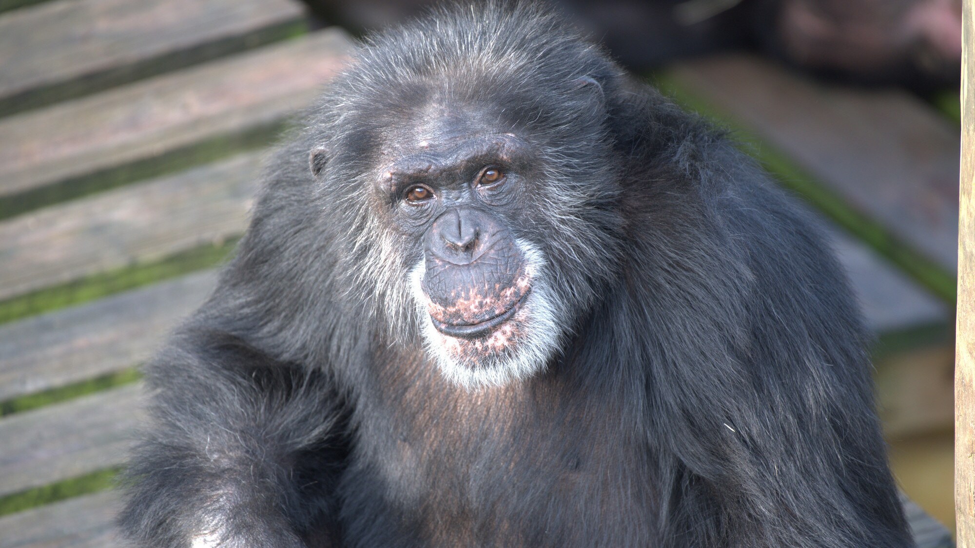 Bowen looking up at the camera. Spock’s group. (Chimp Haven)