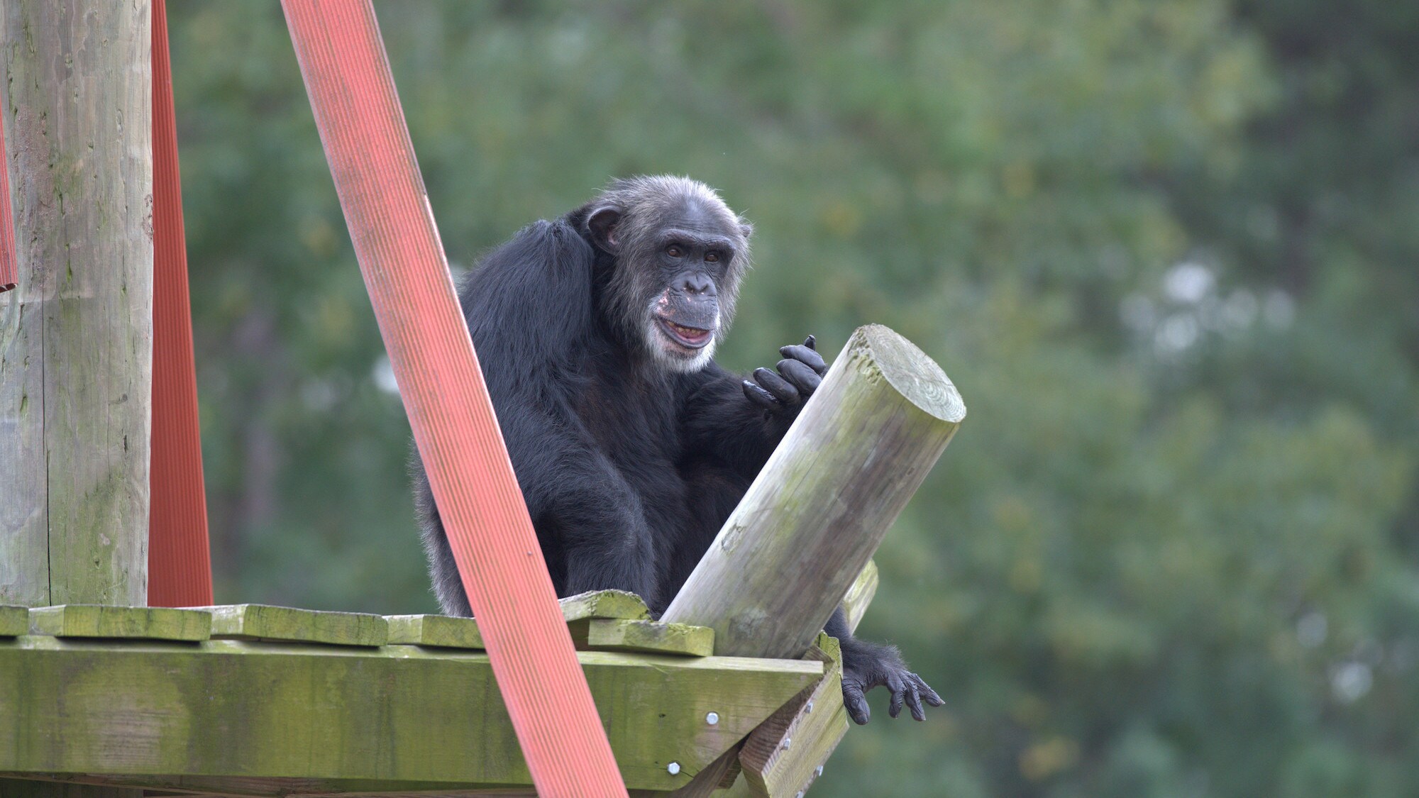 TJ on wooden platform. (Chimp Haven)