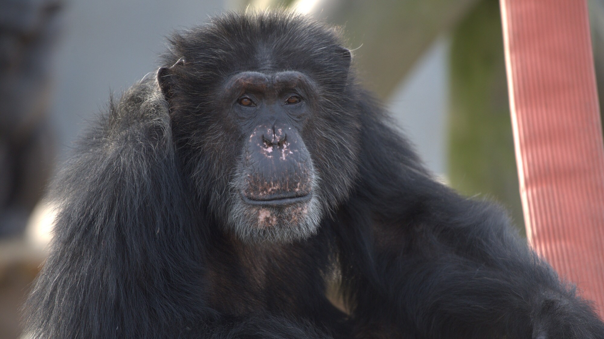 Austin close up. Looking towards camera. Spock’s group. (Chimp Haven)