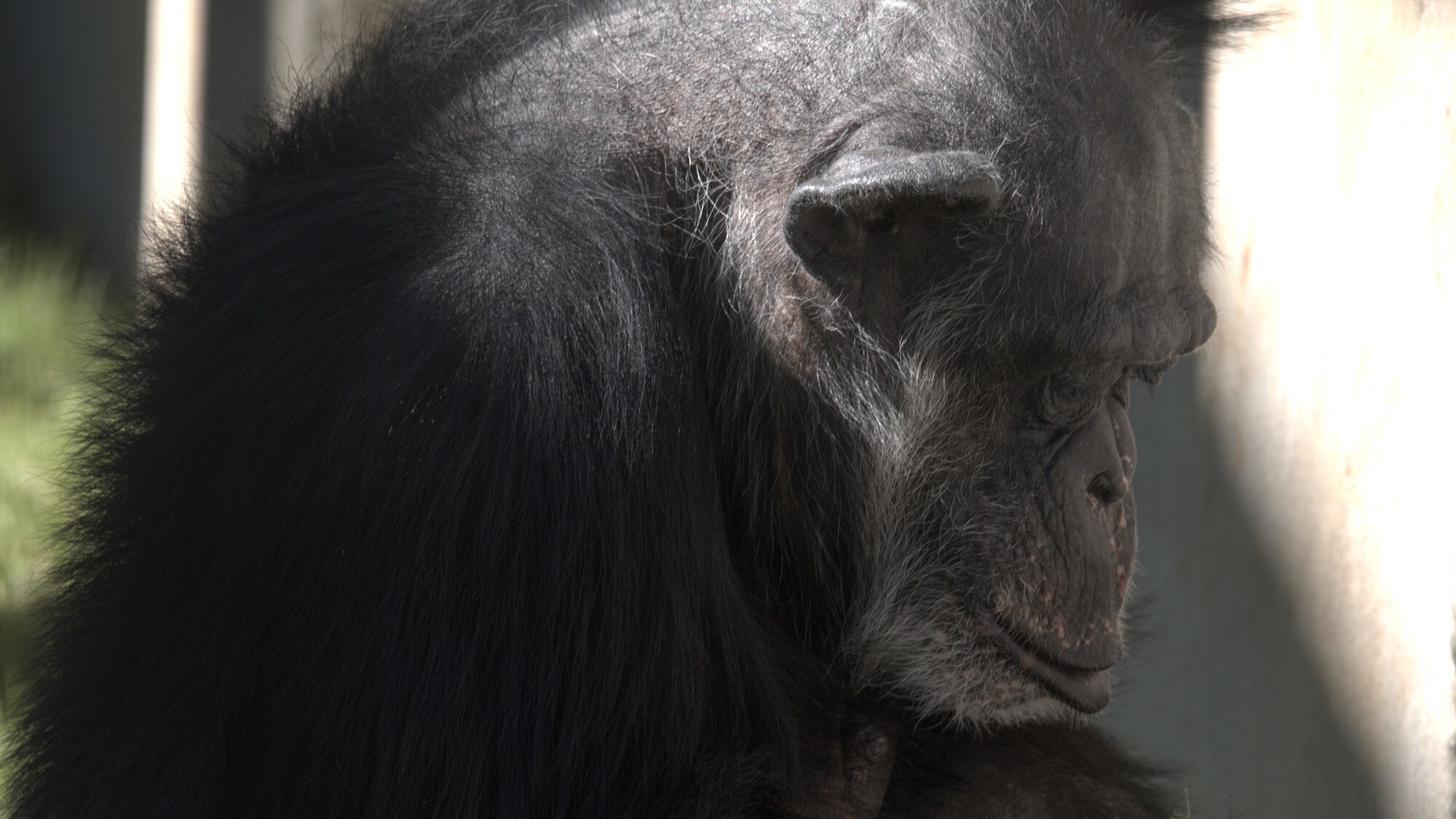 Close-up of side profile of Barbara. Donovan’s group. (National Geographic/Virginia Quinn)