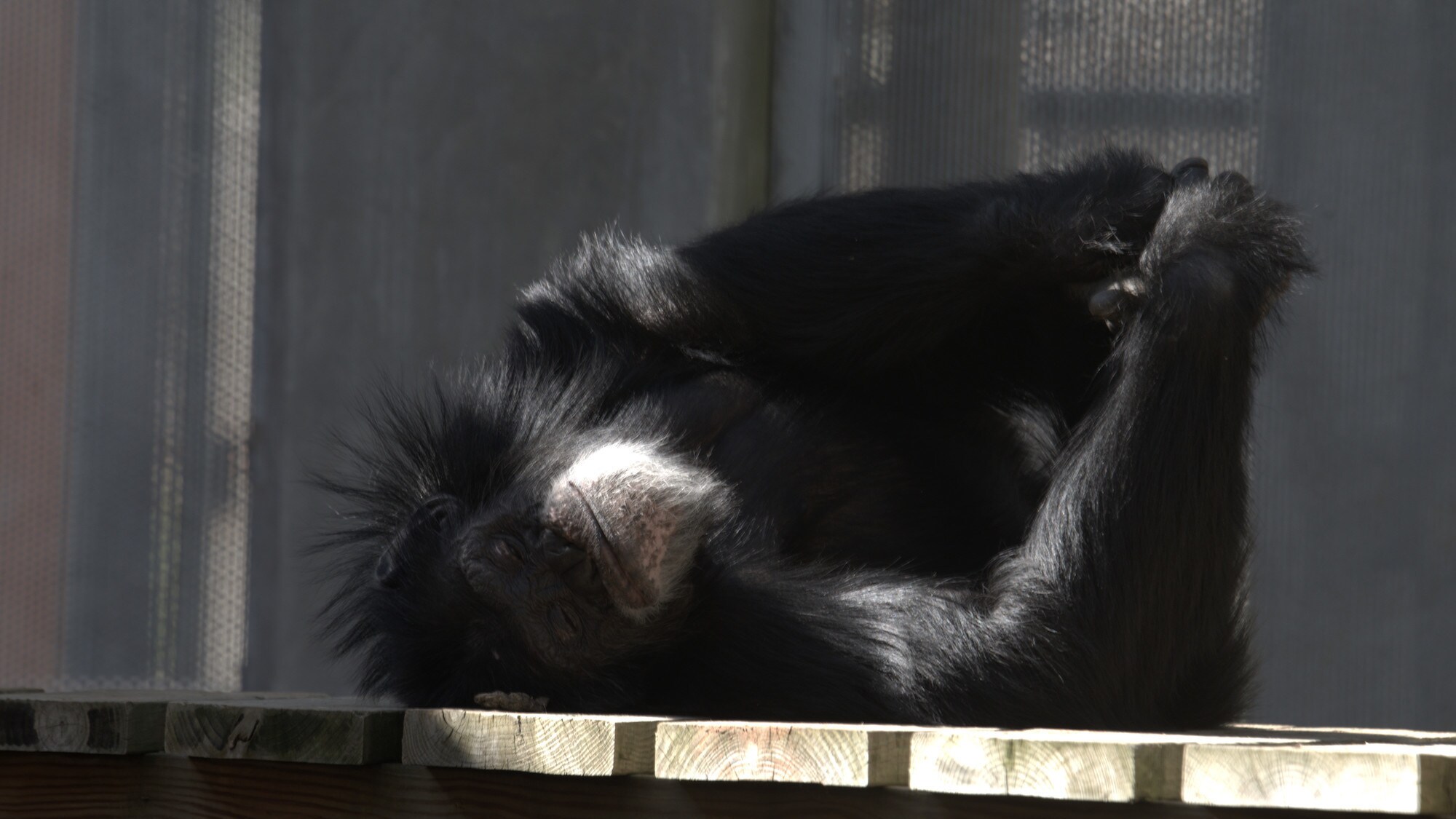 Whiskey rolling around on the wooden platform. Donovan’s group. (National Geographic/Virginia Quinn)