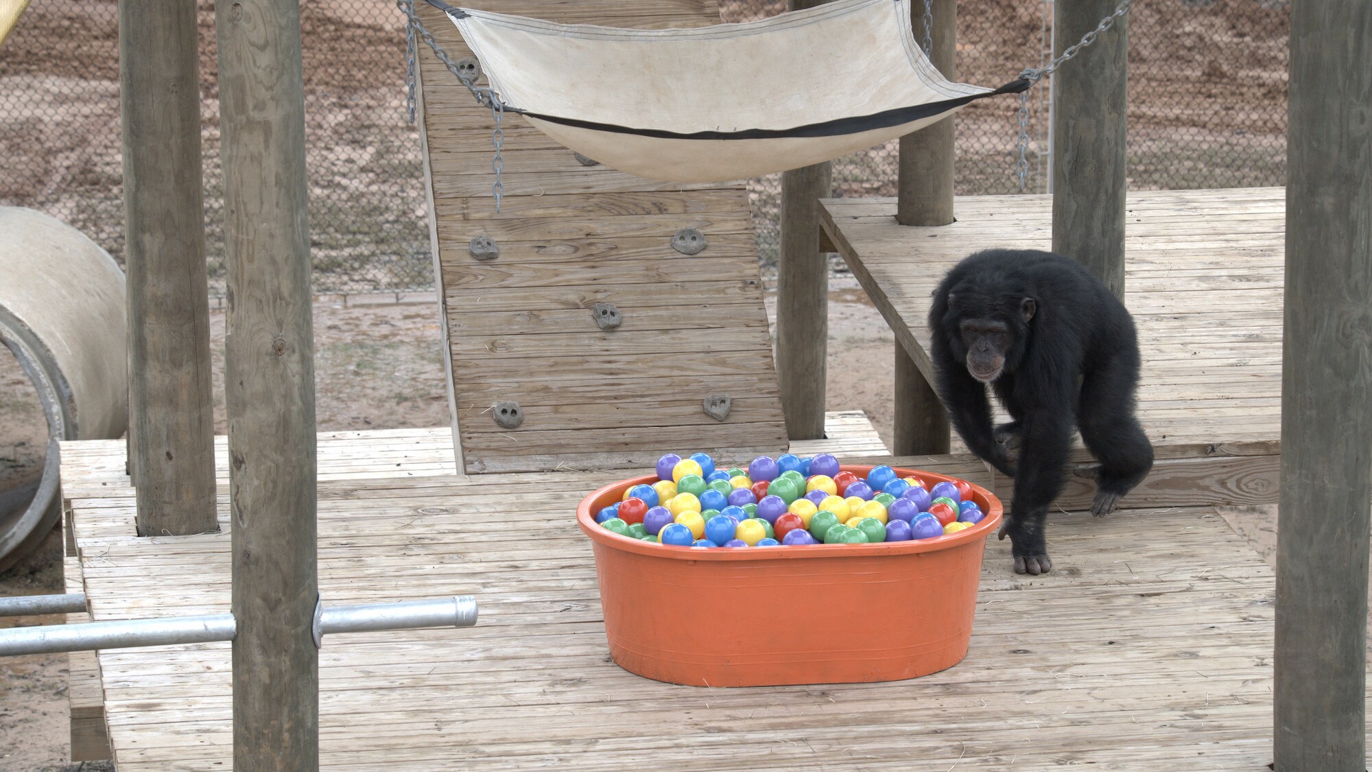 Riley walking up to investigate ball pit for the first time. Slim’s group. (National Geographic/Virginia Quinn)