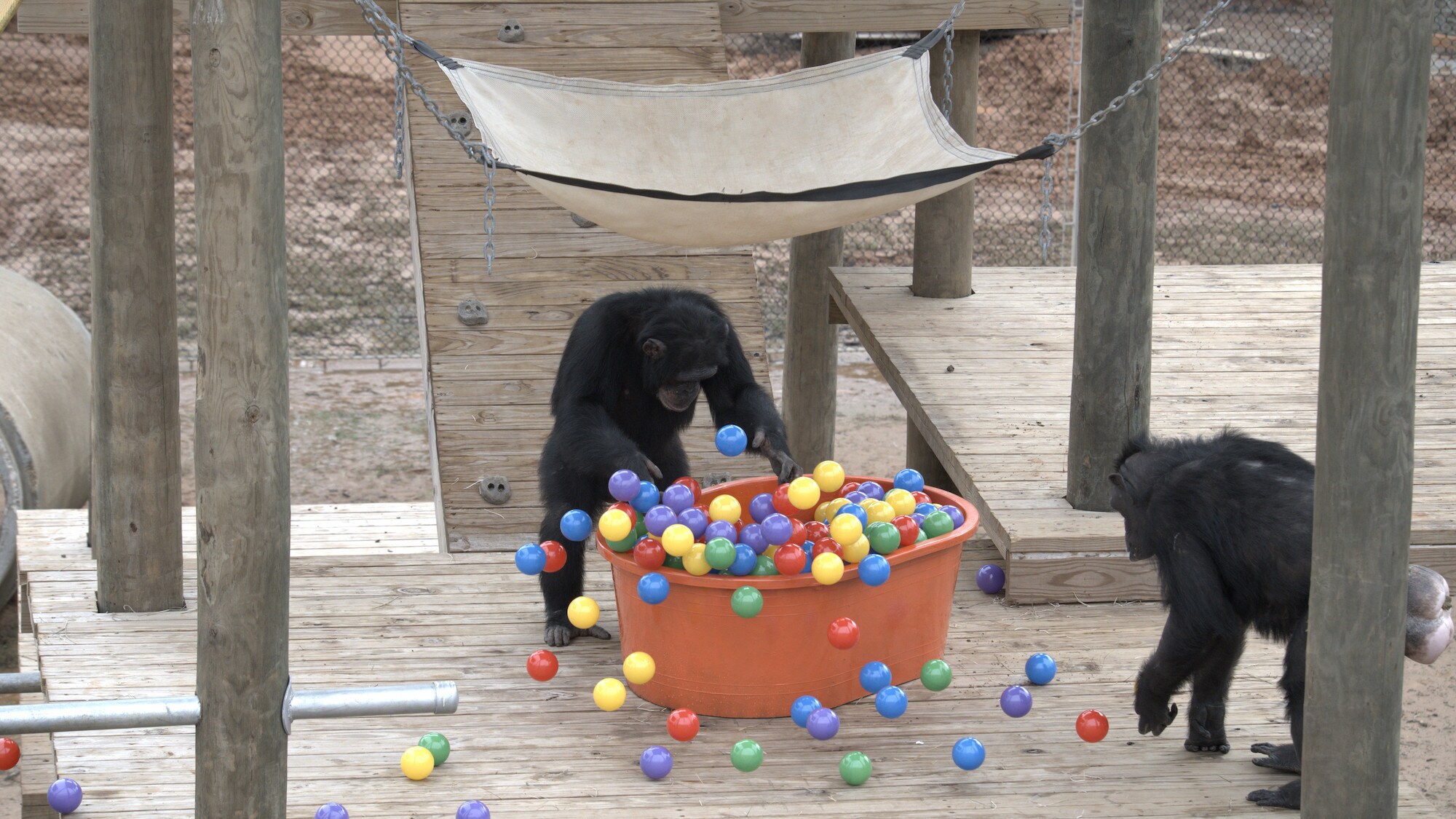 Riley tossing balls out of the ball pit as another chimp approaches. Slim’s group. (National Geographic/Virginia Quinn)