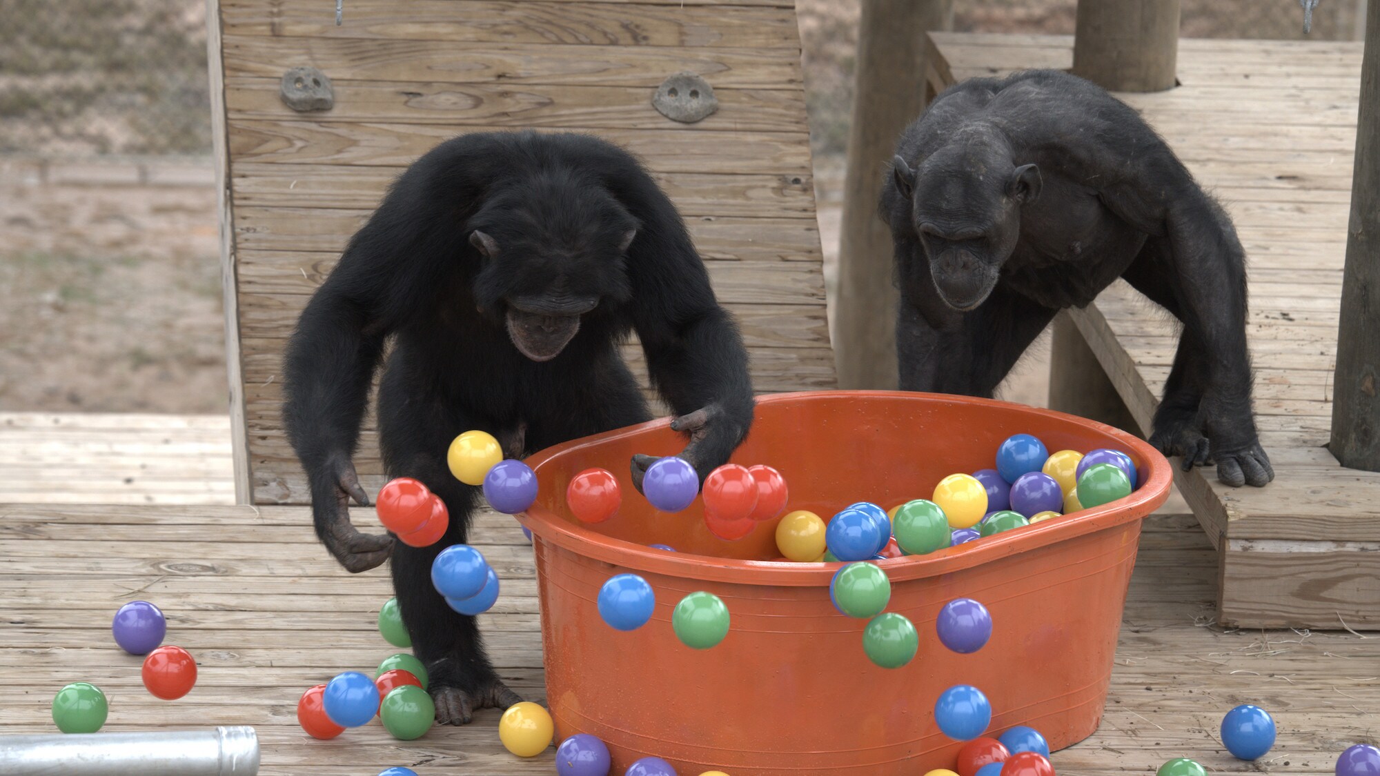 Riley tossing balls out of the ball pit as Chakema peers in. Slim’s group. (National Geographic/Virginia Quinn)