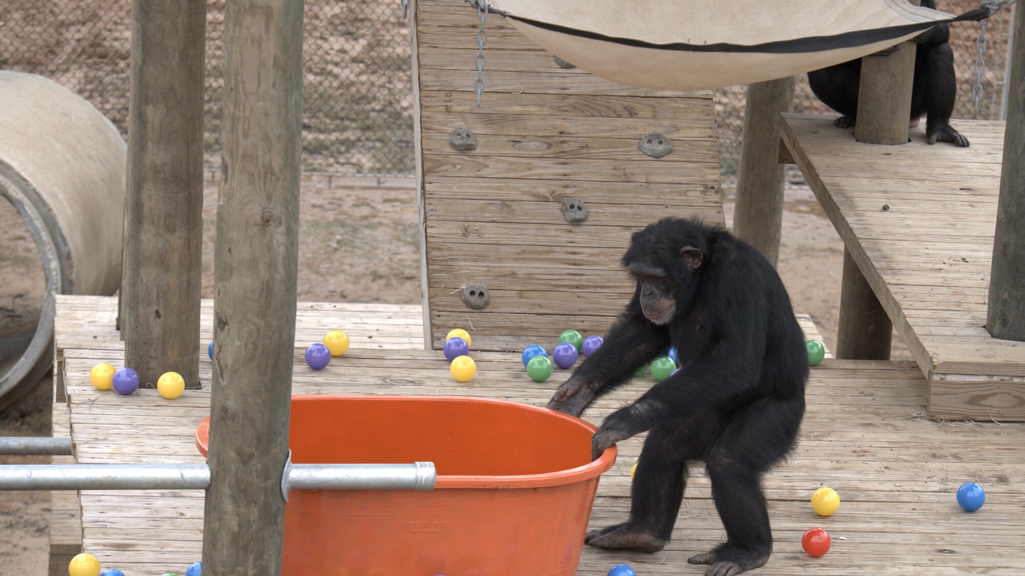 Riley dragging ball pit. Slim’s group. (National Geographic/Virginia Quinn)