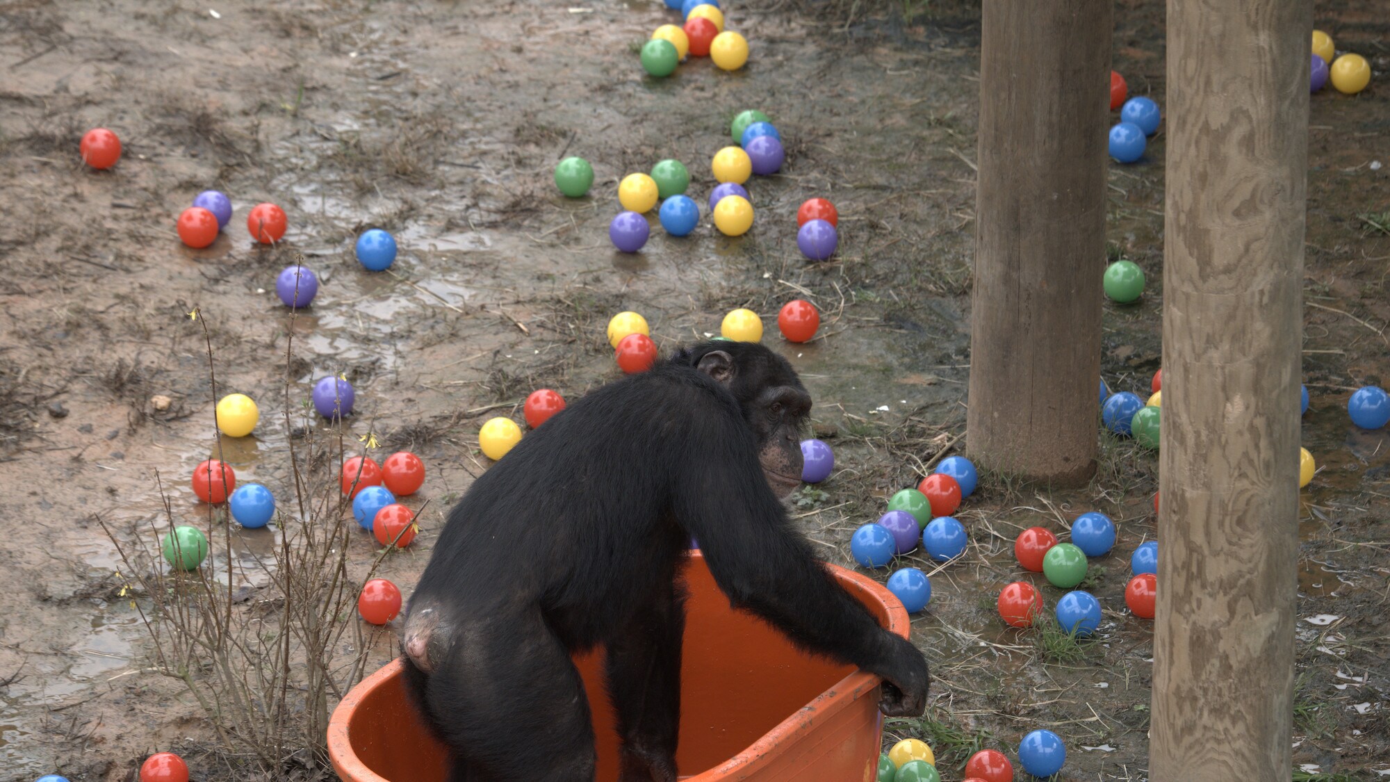 Riley is in the empty ball pit, all the balls are all over the ground after he’s emptied the pit. Slim’s group. (National Geographic/Virginia Quinn)