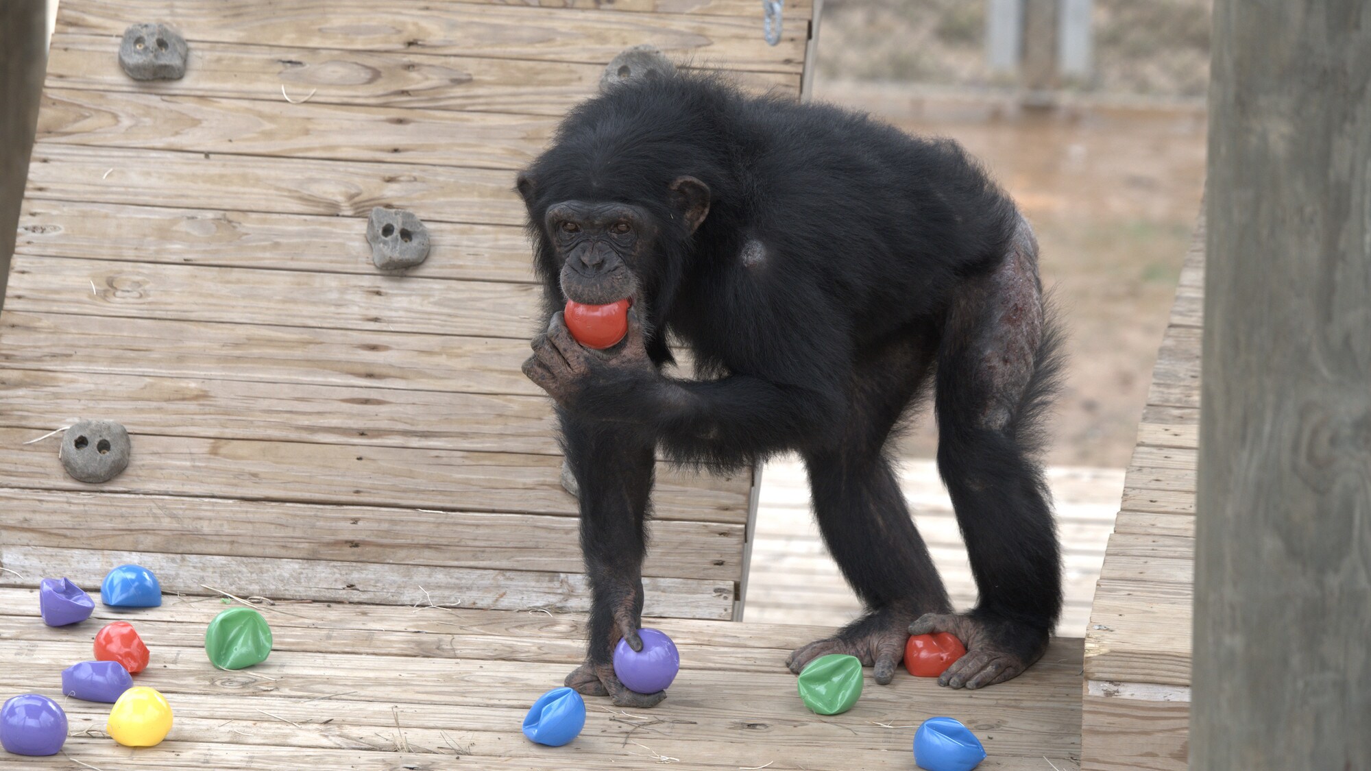 Onyx chewing a red ball. Slim's group. (National Geographic/Virginia Quinn)