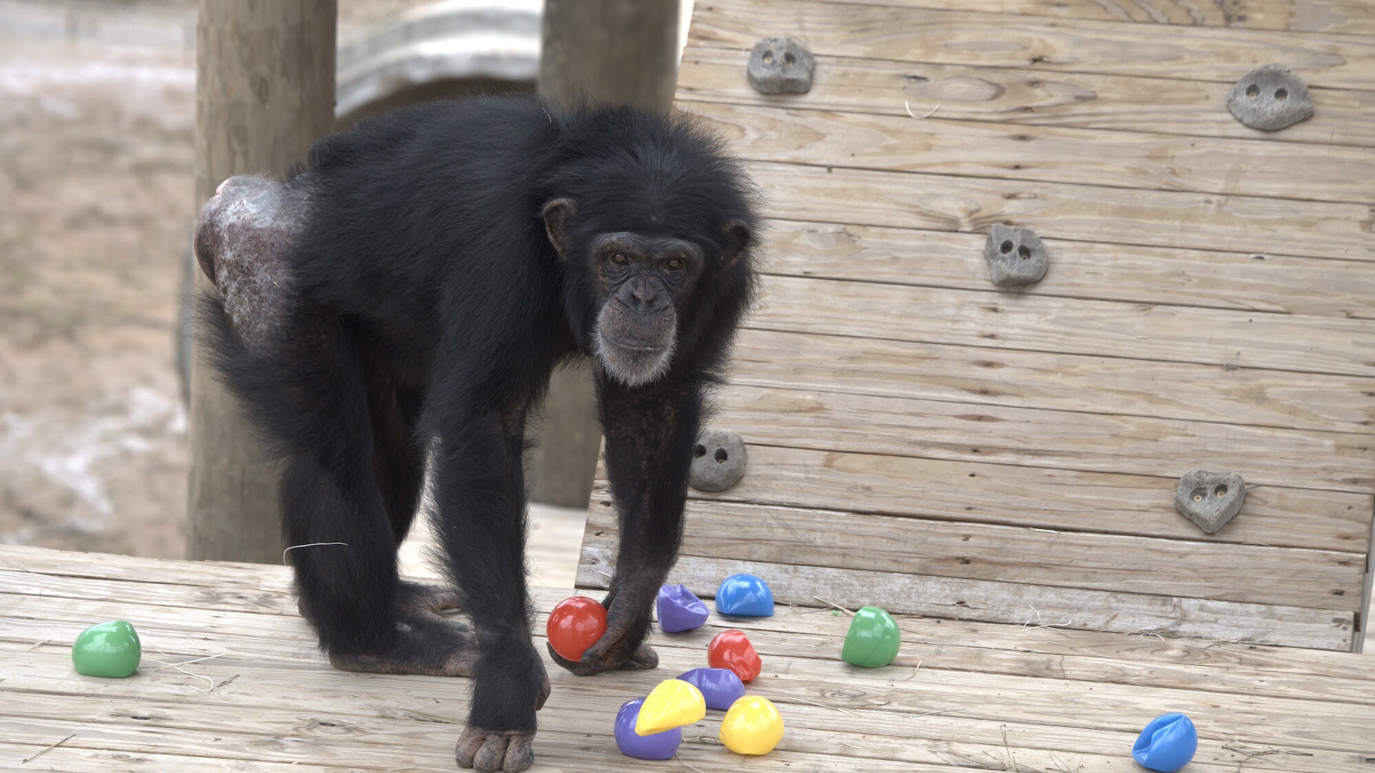 Onyx holding a red ball. Slims's group. (National Geographic/Virginia Quinn)