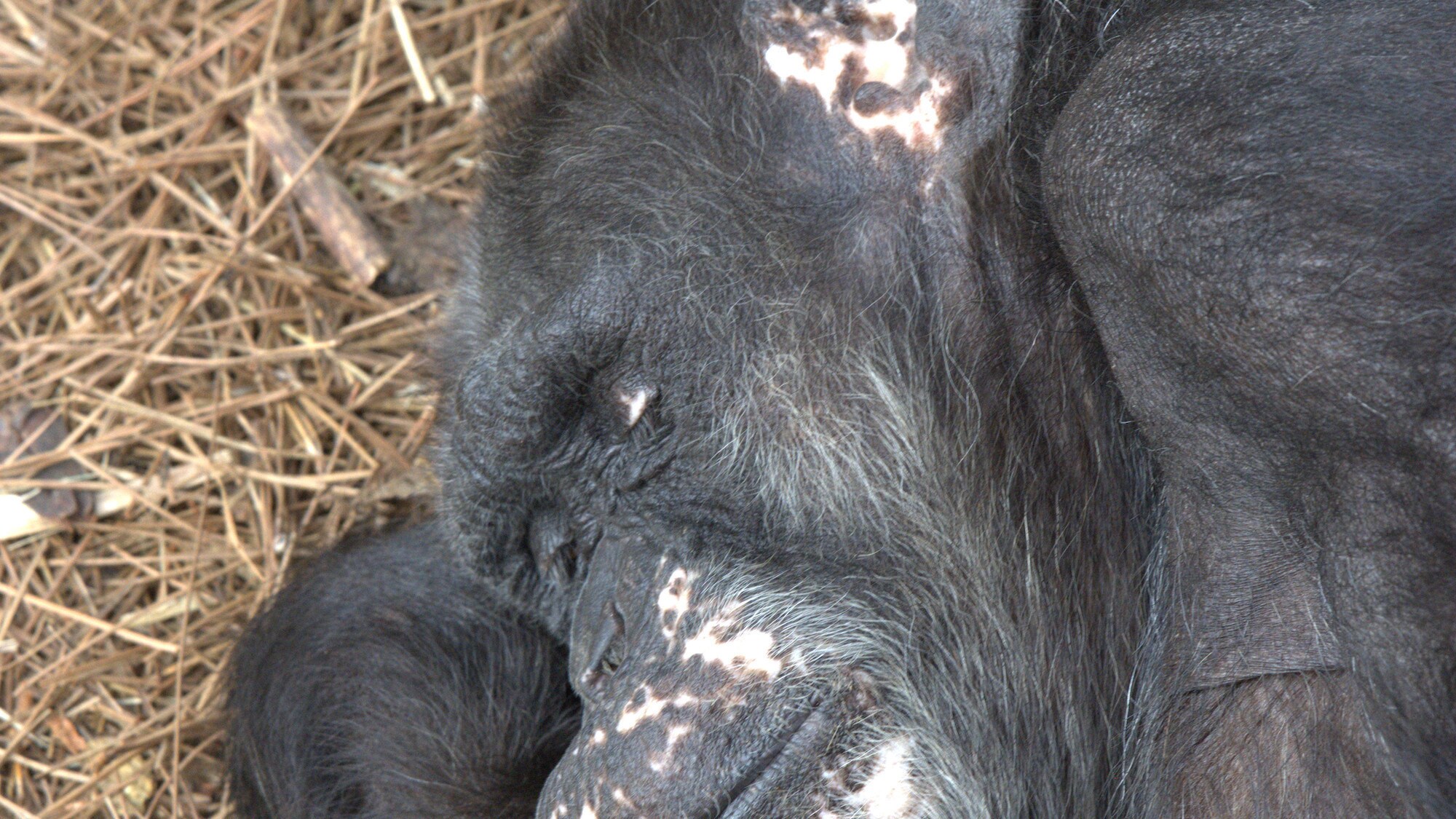 Close up of Julius. Golden Oldies. (National Geographic/Virginia Quinn)