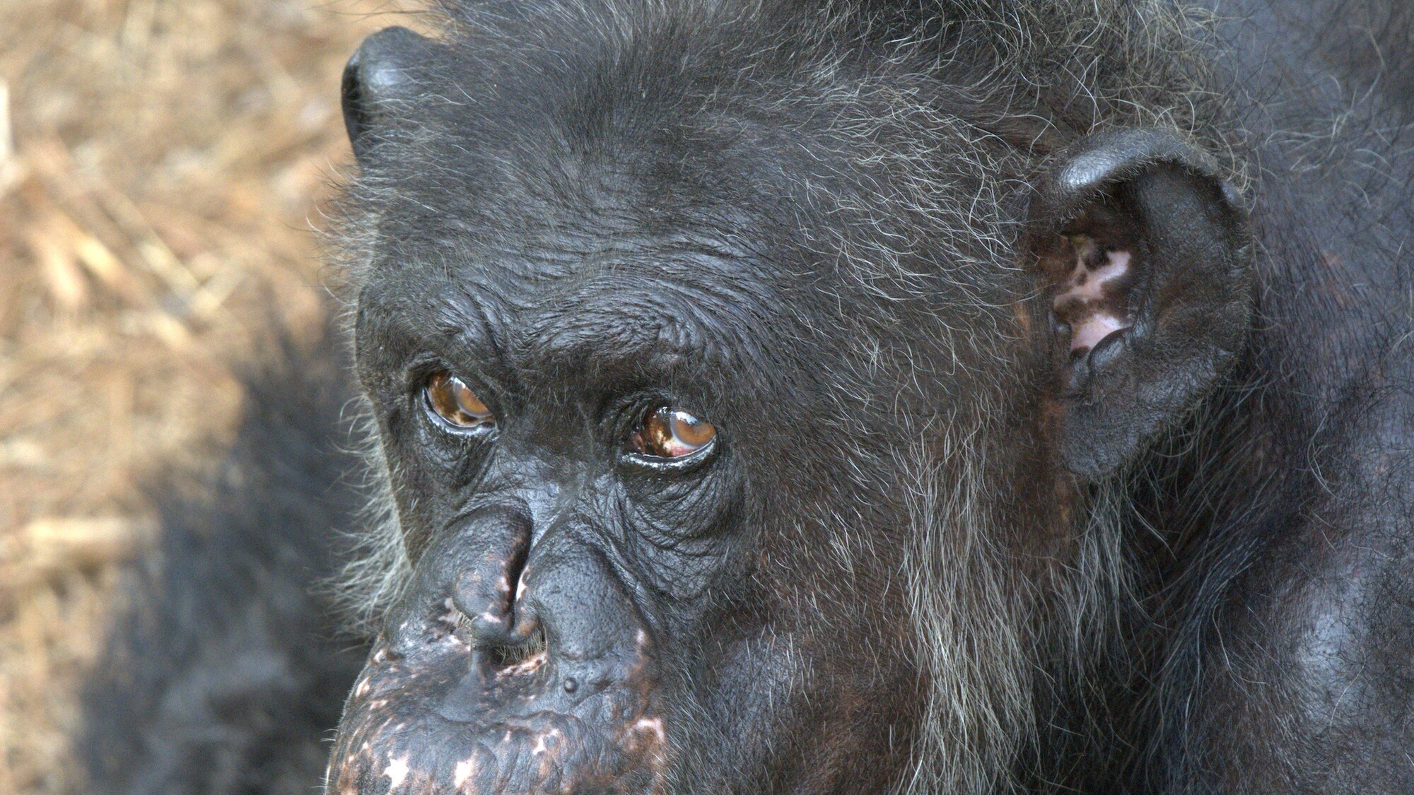 Close up of Julius. Golden Oldies. (National Geographic/Virginia Quinn)