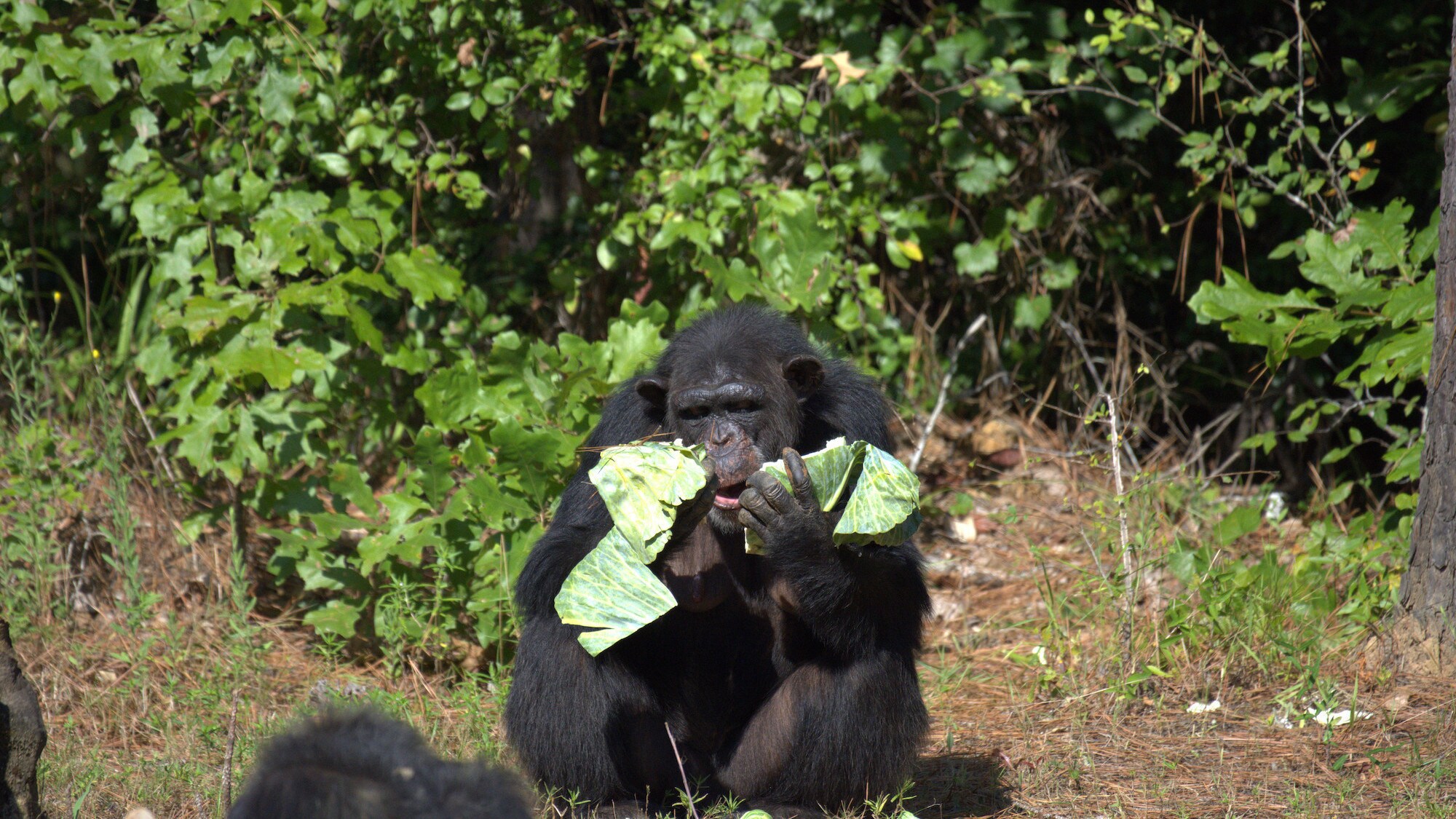 Passion eating a bit of lettuce. Sara Soda’s group. (National Geographic/Virginia Quinn)