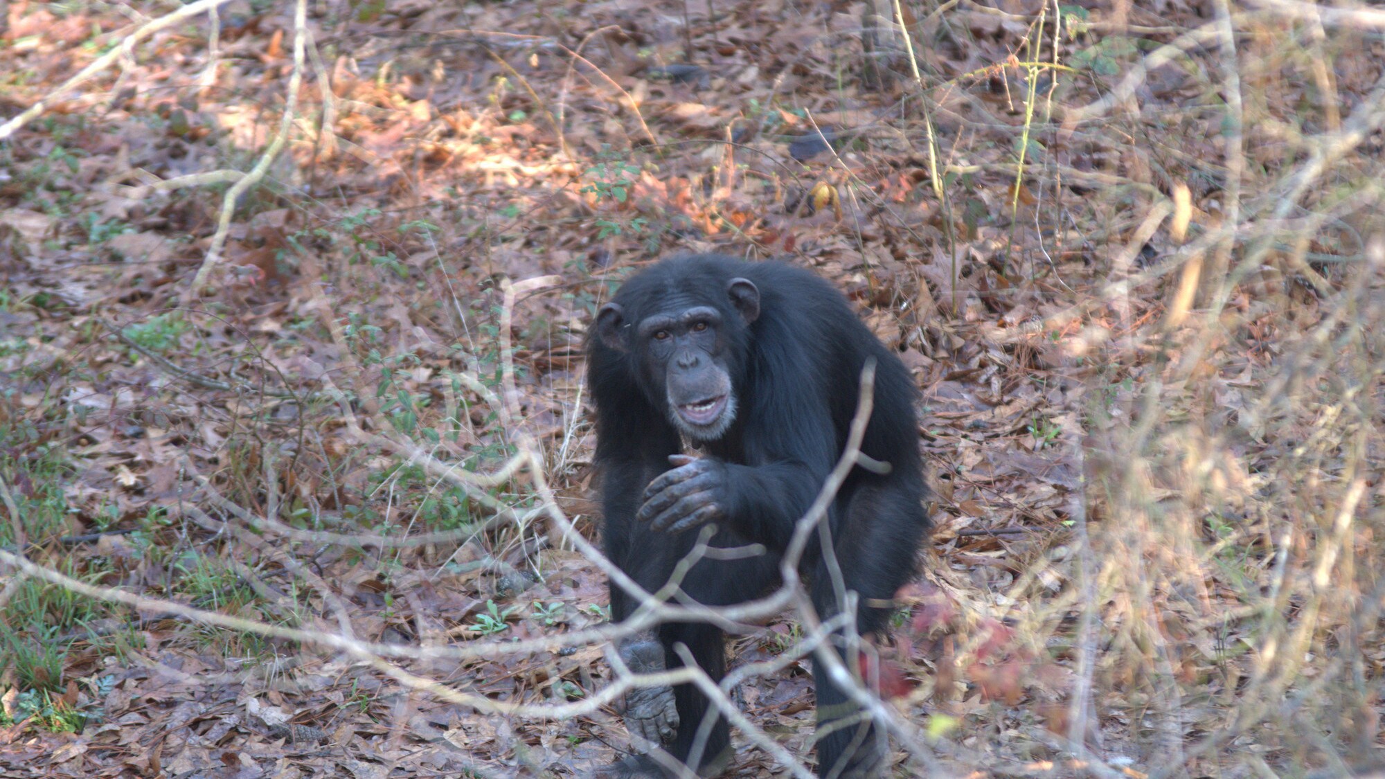 Diane crouched in forest habitat - through the twigs. Sara Soda’s group. (Nicholas Chapoy)