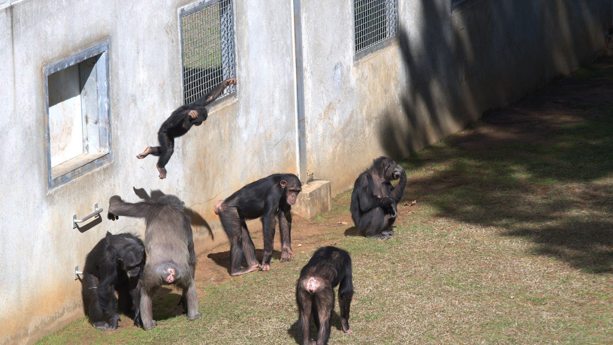 Sara Soda's group by the enclosure wall. Carlee leaping in to the air. (Nicholas Chapoy)