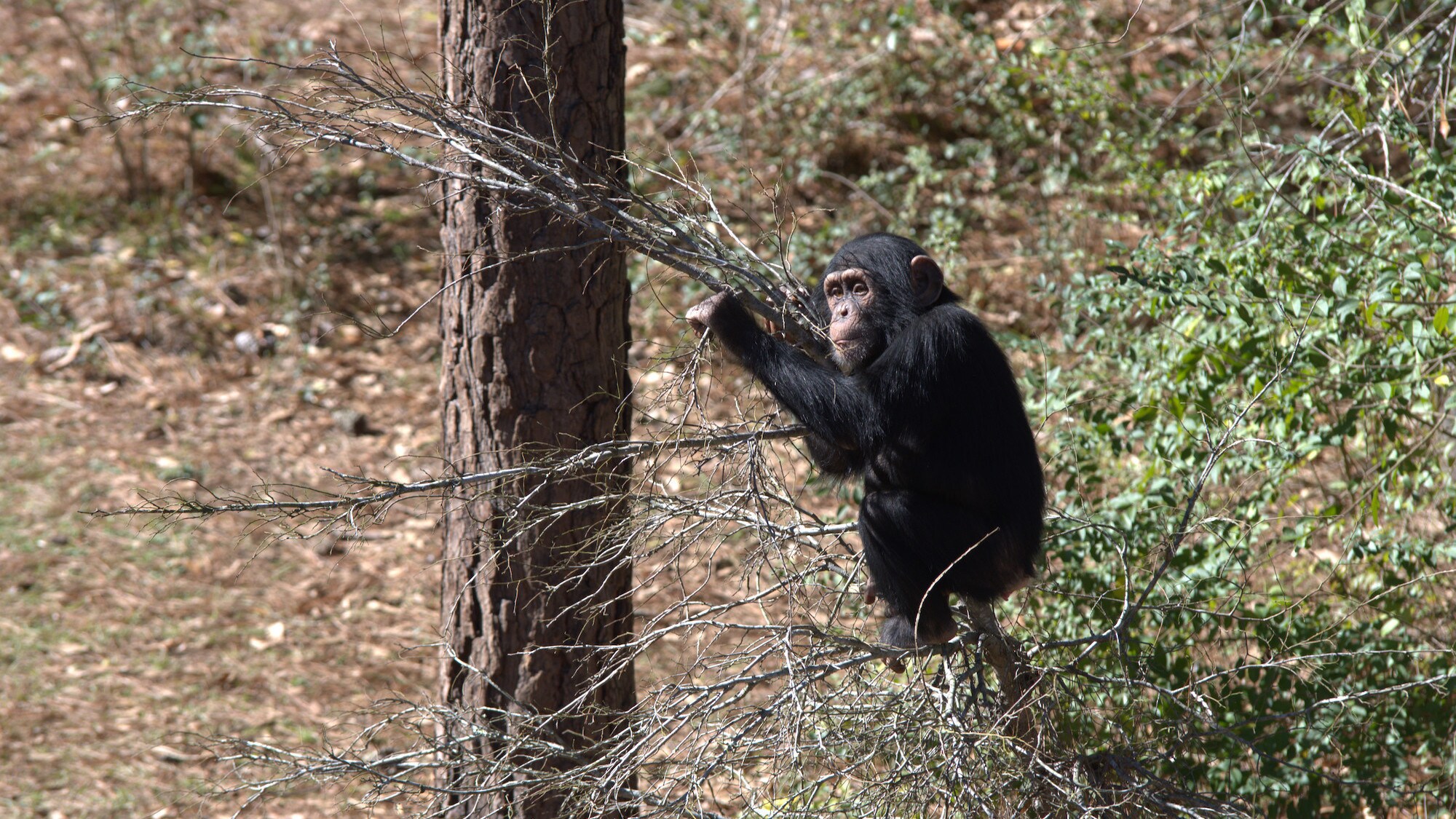 Carlee on a spindly tree in the forest. Face towards the camera. Sara Soda’s group. (Nicholas Chapoy)