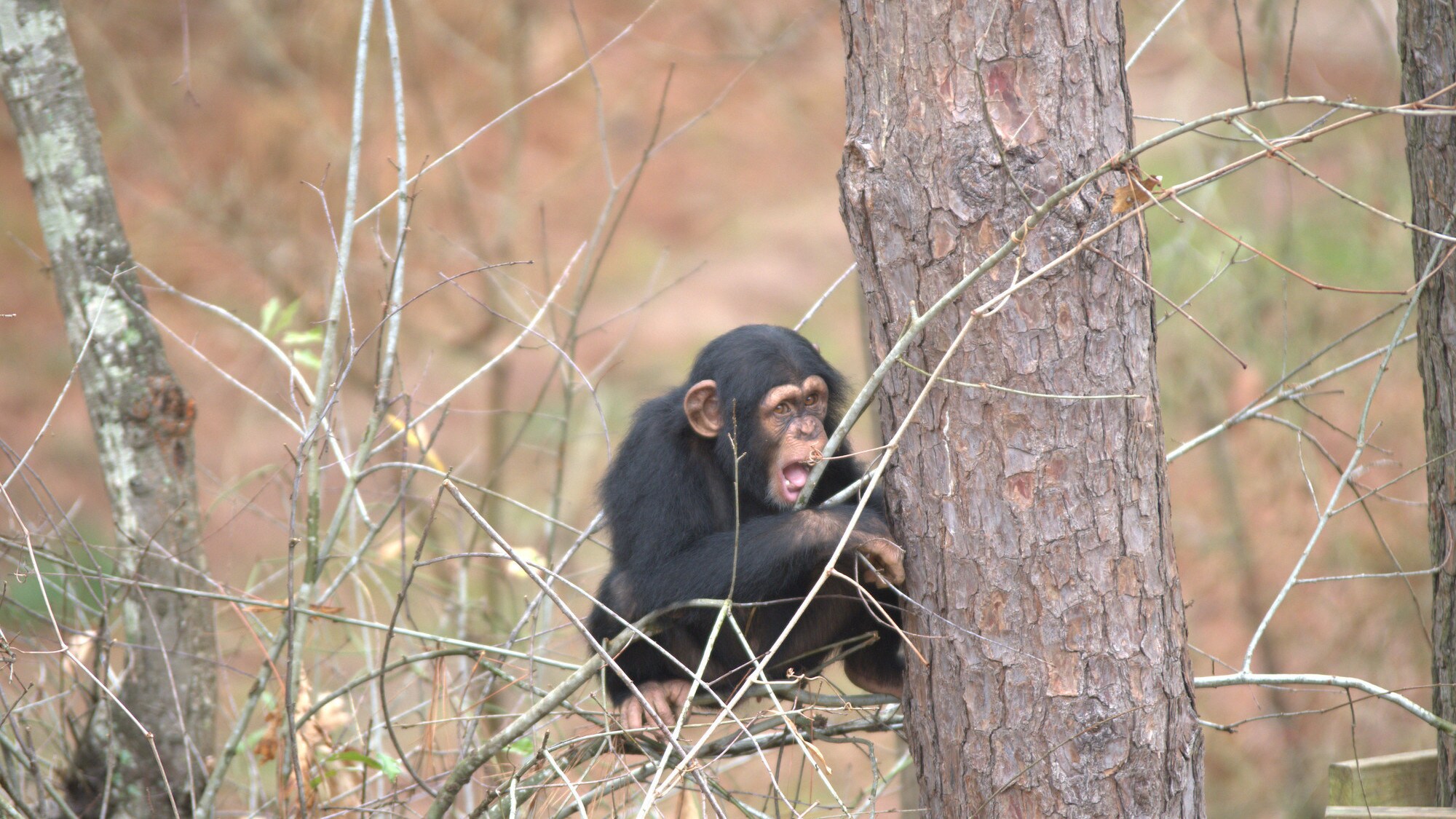 Carlee gnawing a branch. Sara Soda’s group. (Nicholas Chapoy)