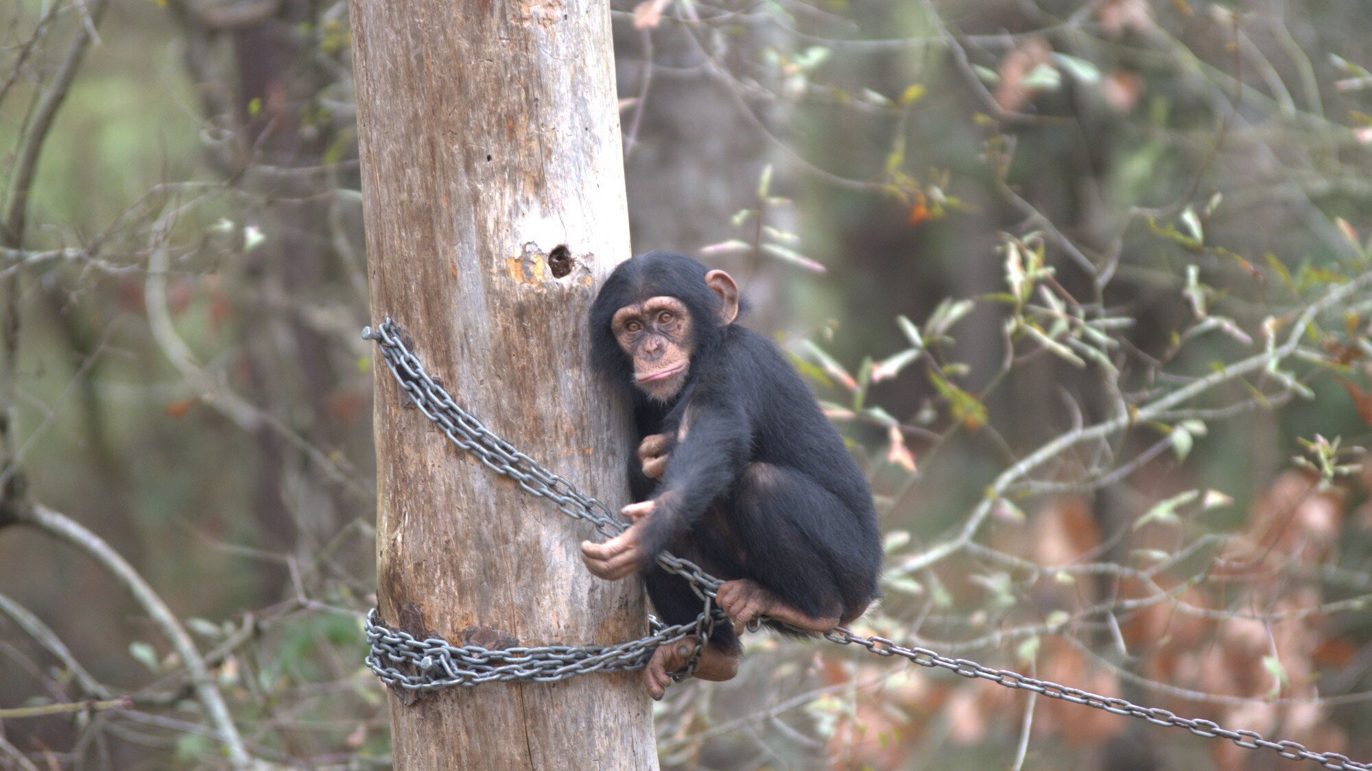 Carlee sitting on a chain attached to a tree in the forest holding her hand out begging. Sara Soda’s group. (Nicholas Chapoy)