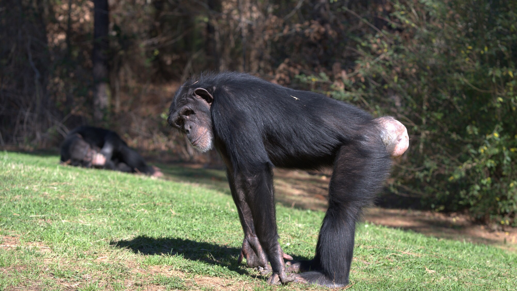 Diane on all fours in the forest habitat. Sara Soda’s group. (Nicholas Chapoy)