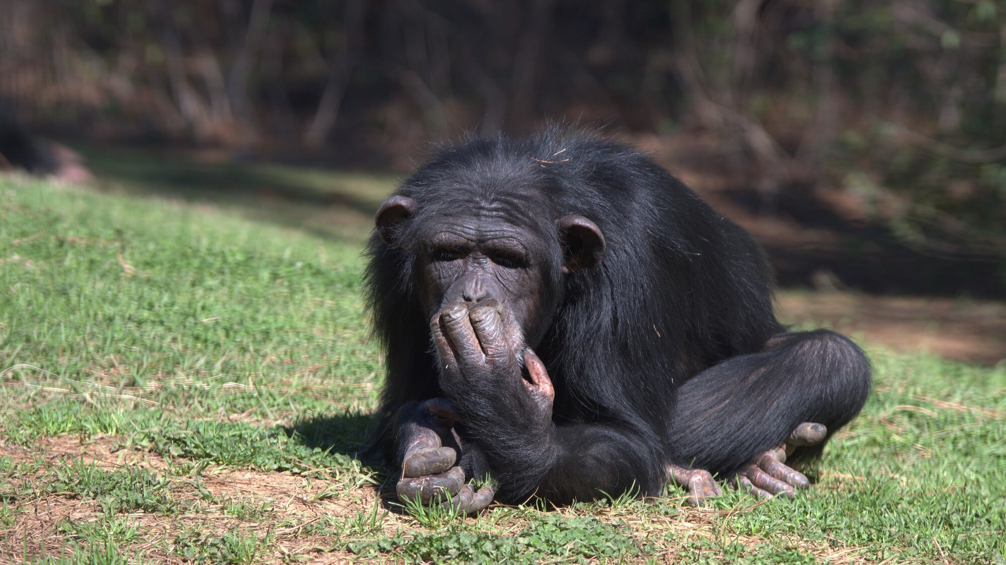 Closer shot of Diane crouched on the grass, hand over her mouth. Sara Soda’s group. (Nicholas Chapoy)