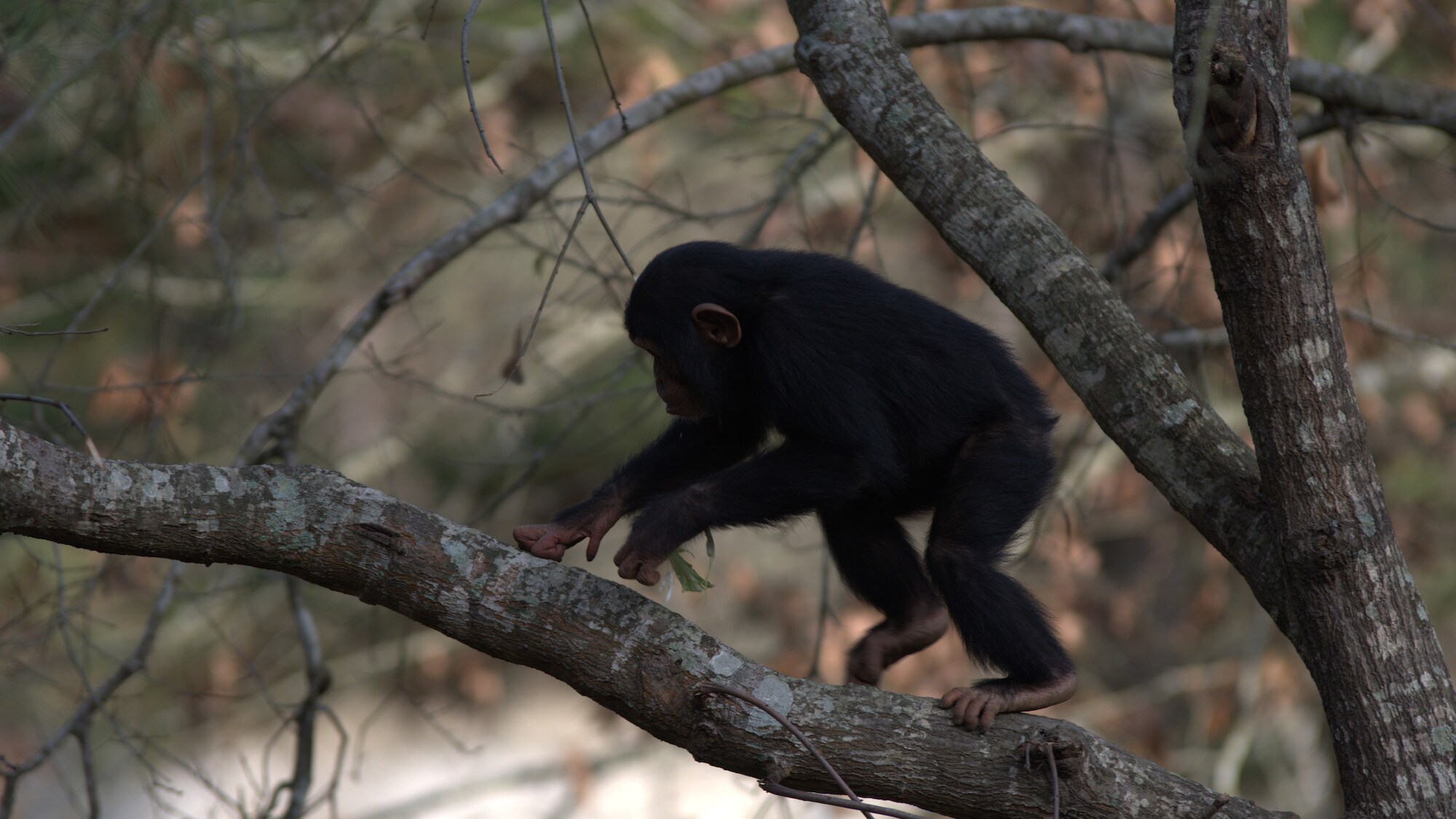 Silhouette of Carlee climbing a tree. Sara Soda’s group. (Nicholas Chapoy)