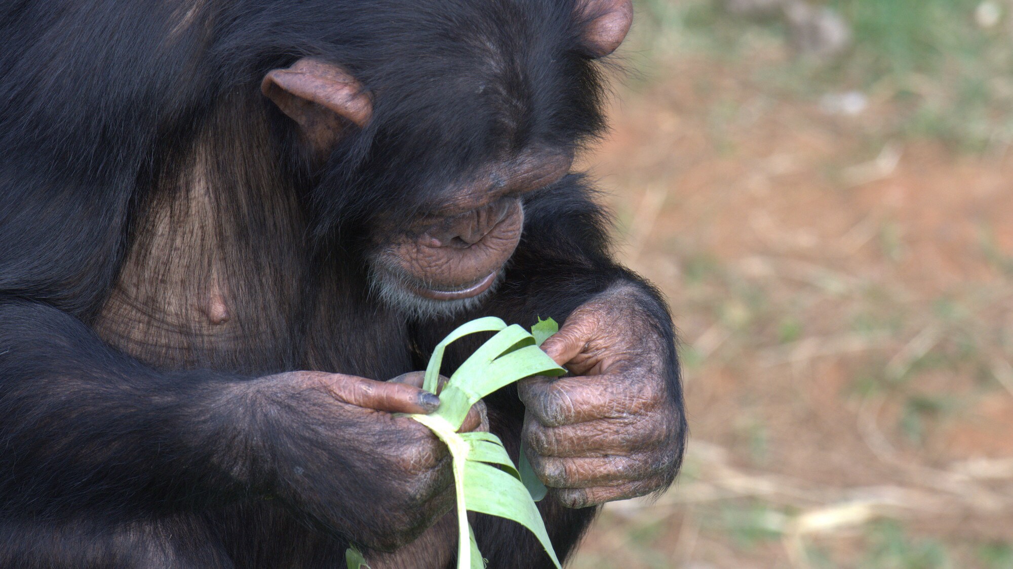 Close up of Natalie eating a banana leaf. Sara Soda’s group. (National Geographic/Virginia Quinn)