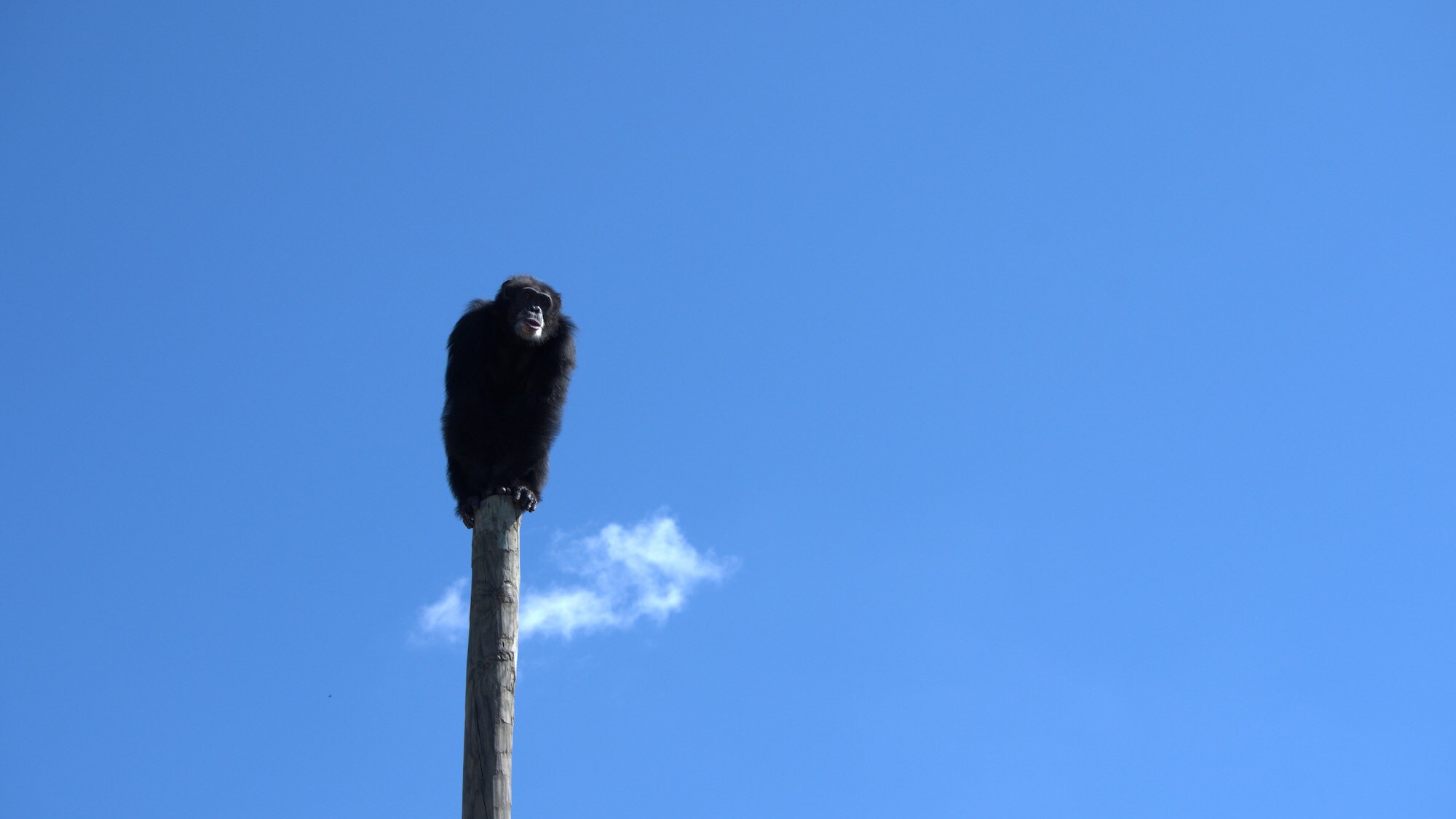 Henry sat on top of the pole - watching over his coral. Donovan’s group. (Chimp Haven)