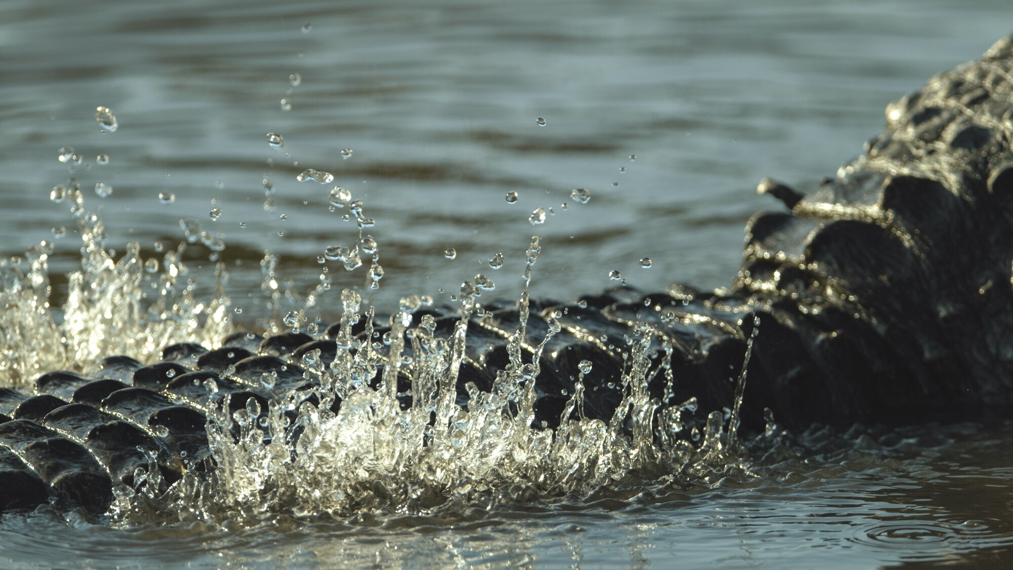 An alligator performs a water dance. (National Geographic for Disney+)