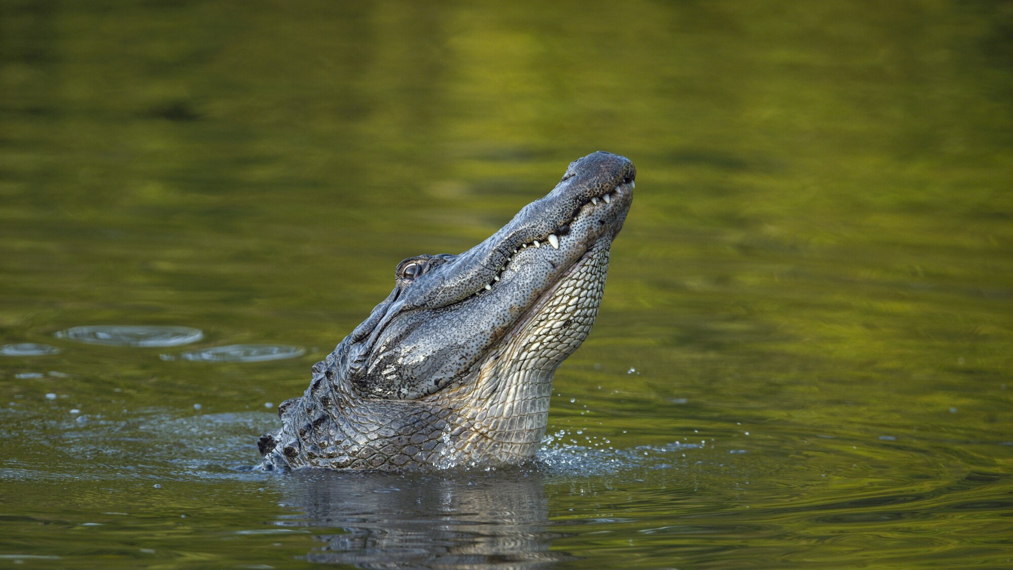 An alligator performs a water dance. (National Geographic for Disney+)