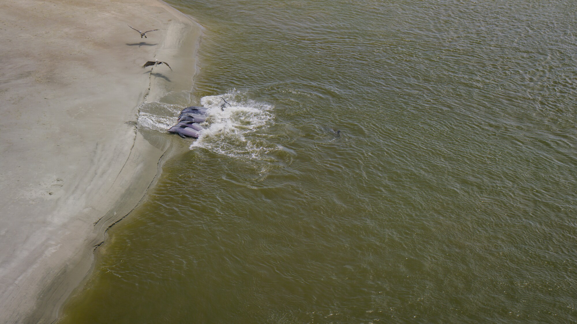 Dolphins strand feeding in Kiawah, SC. (National Geographic for Disney+)