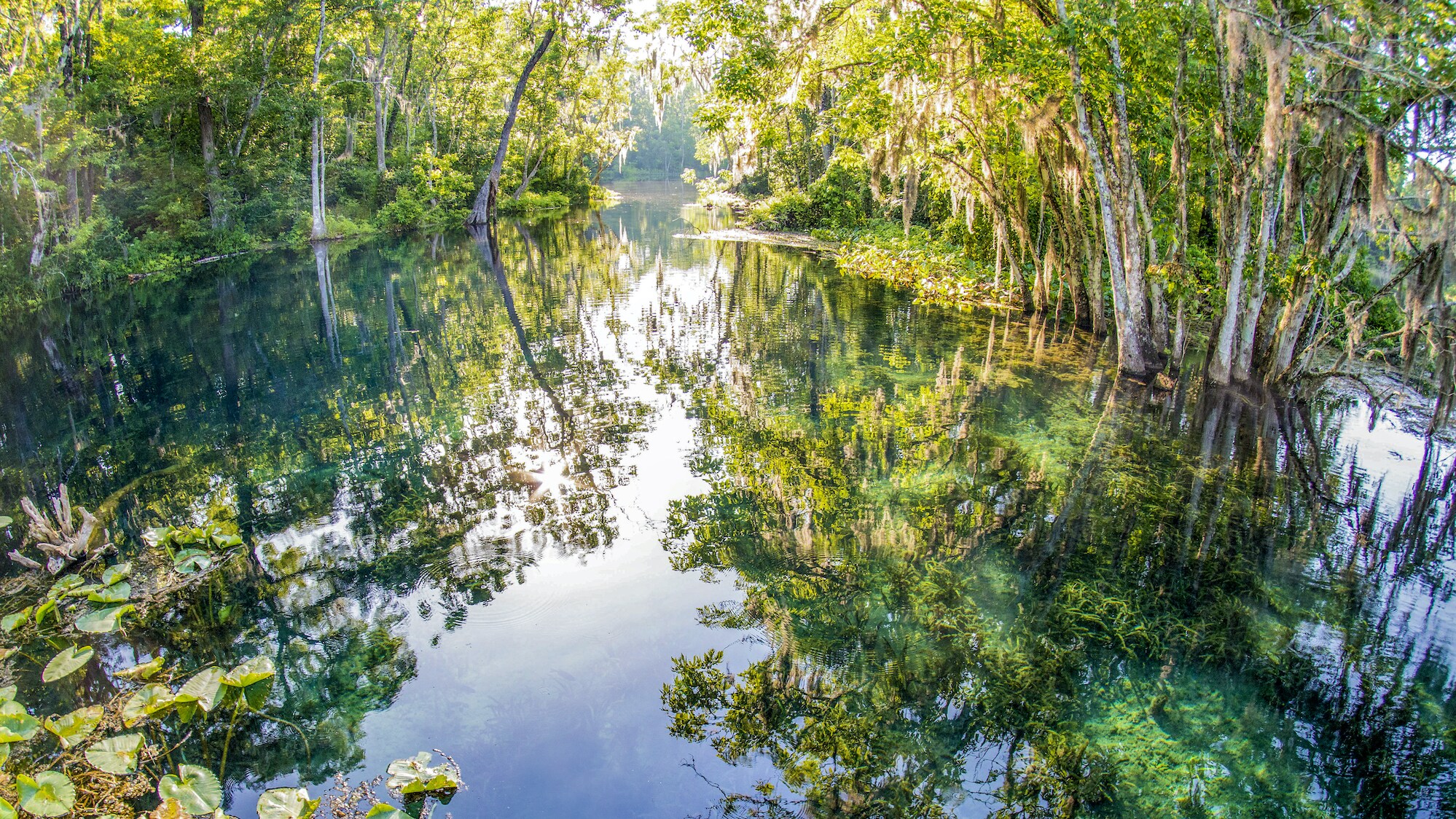 Silver Springs, Florida sets the scene for the manatee's journey. (National Geographic for Disney+/Mark Emery)