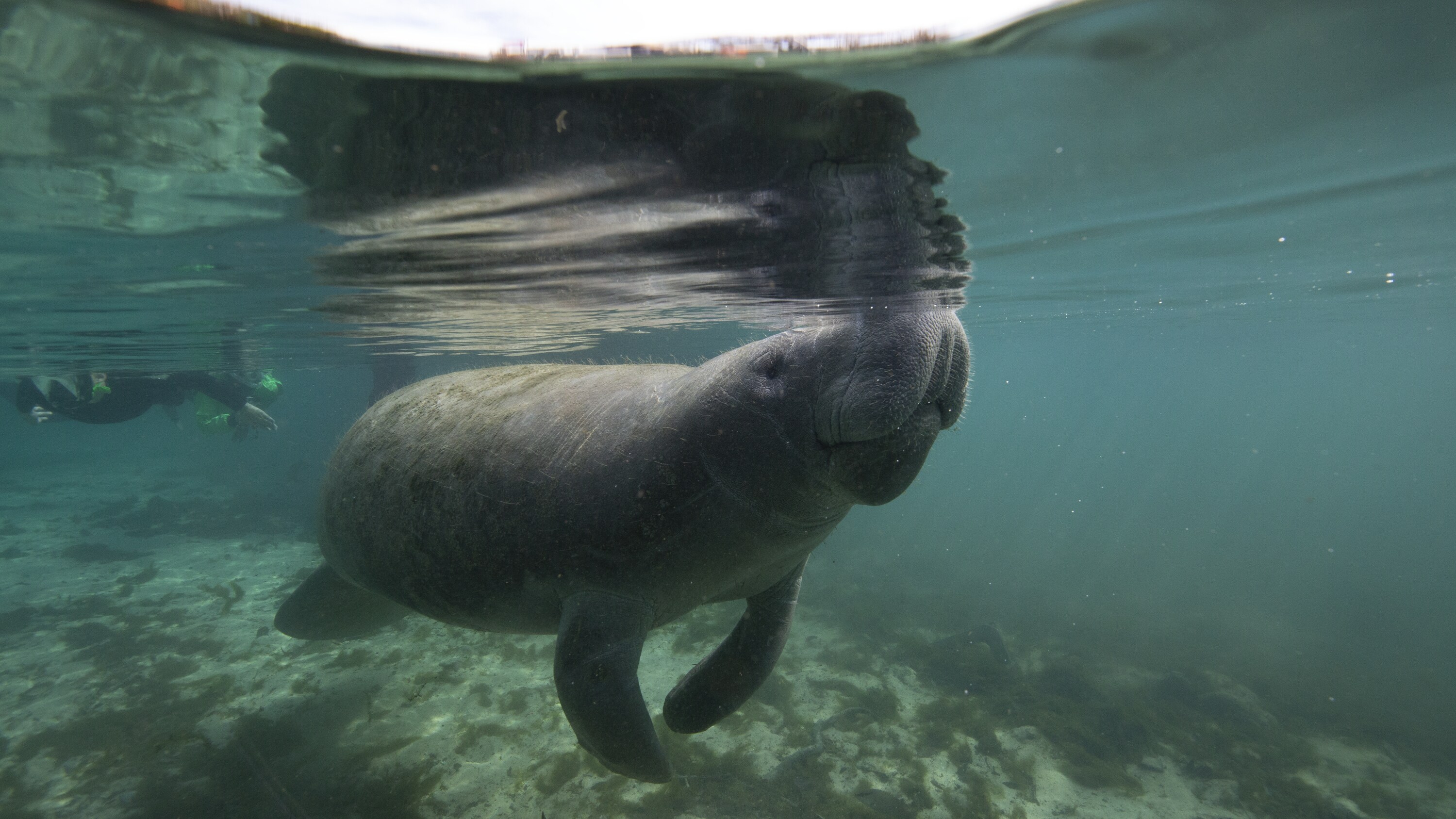 A manatee surfacing to breathe. (National Geographic for Disney+/Phoebe Fitz)