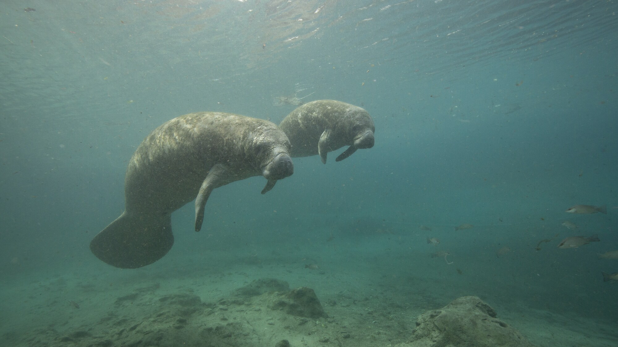 A manatee mom and calf interacting at Crystal River.(National Geographic for Disney+/Phoebe Fitz)