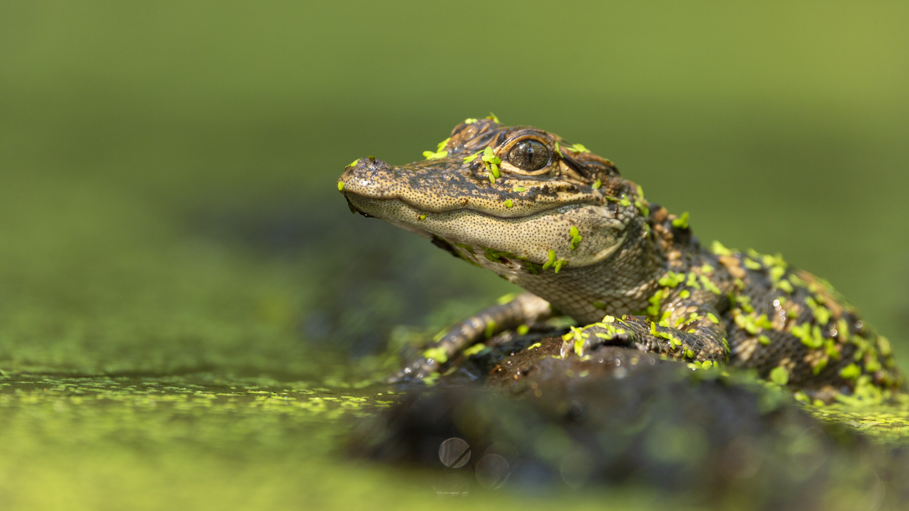 An alligator hatchling basking in the Southern swamps. (National Geographic for Disney+/Austin Ferguson)