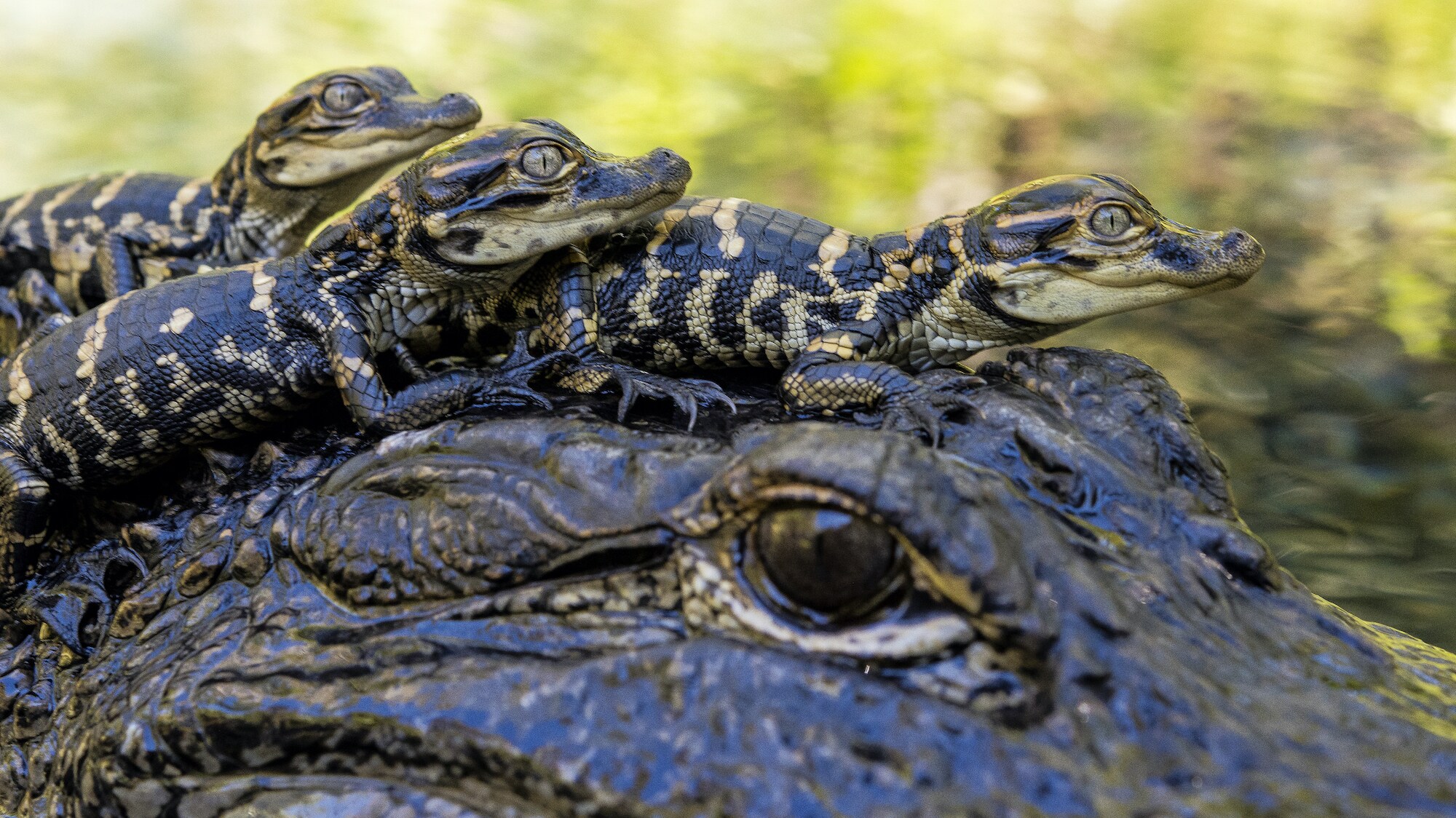 Newborn alligator hatchlings rest on their mom's head. (National Geographic for Disney+/Mark Emery)