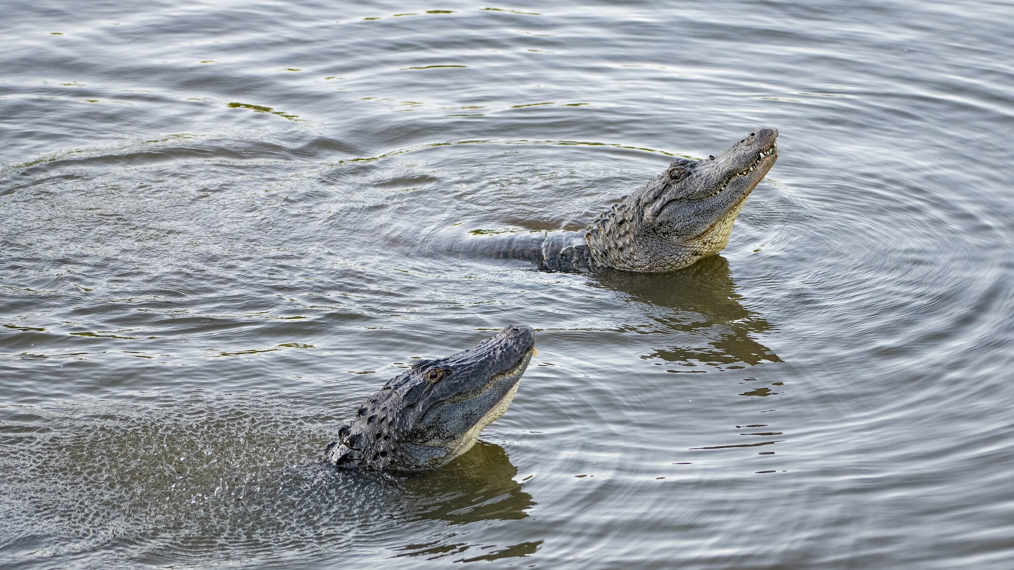 Male alligators performing their water dance.(National Geographic for Disney+/Mark Emery)