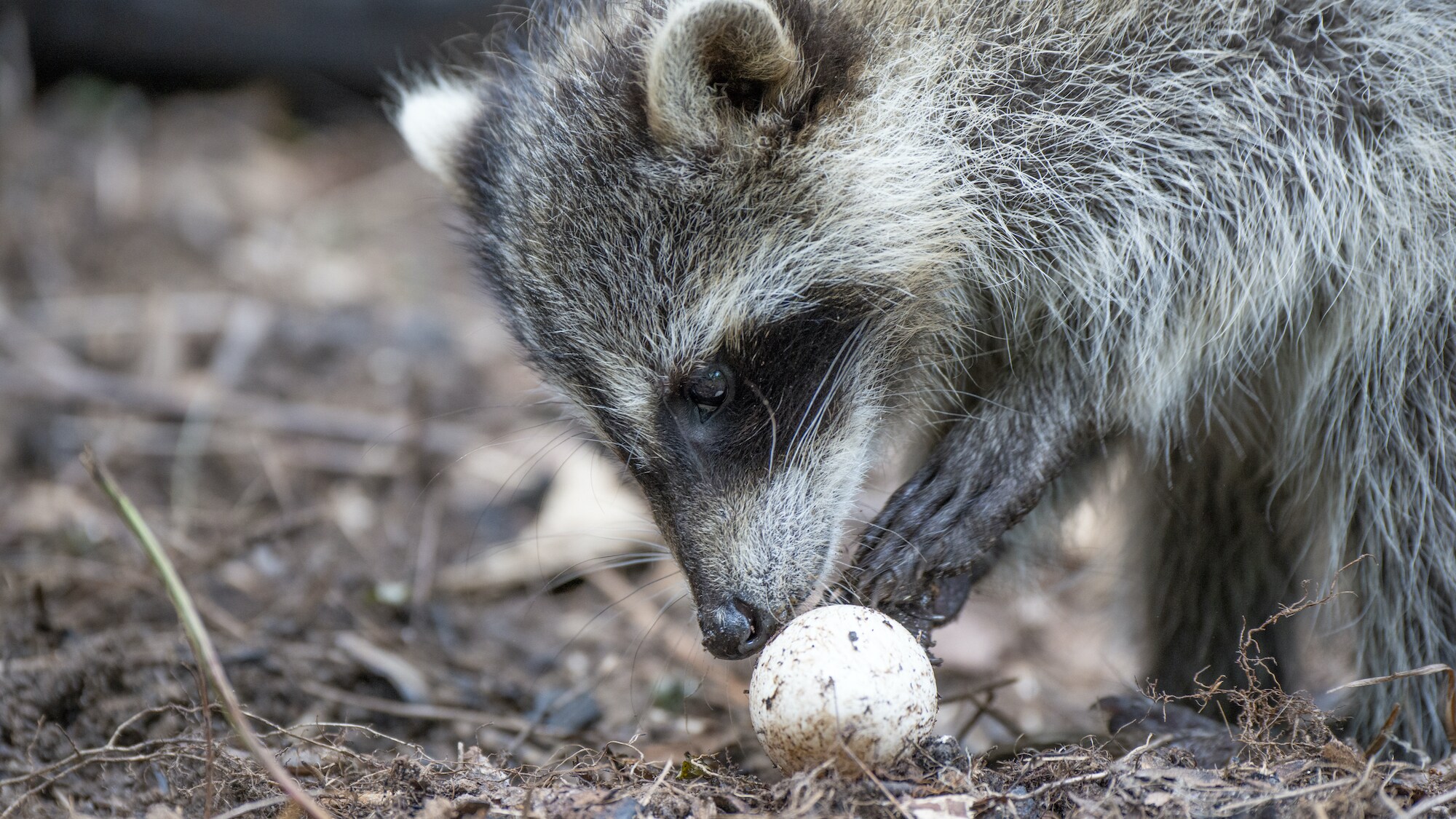A raccoon raids an alligator nest. (National Geographic for Disney+/Maddie Close)