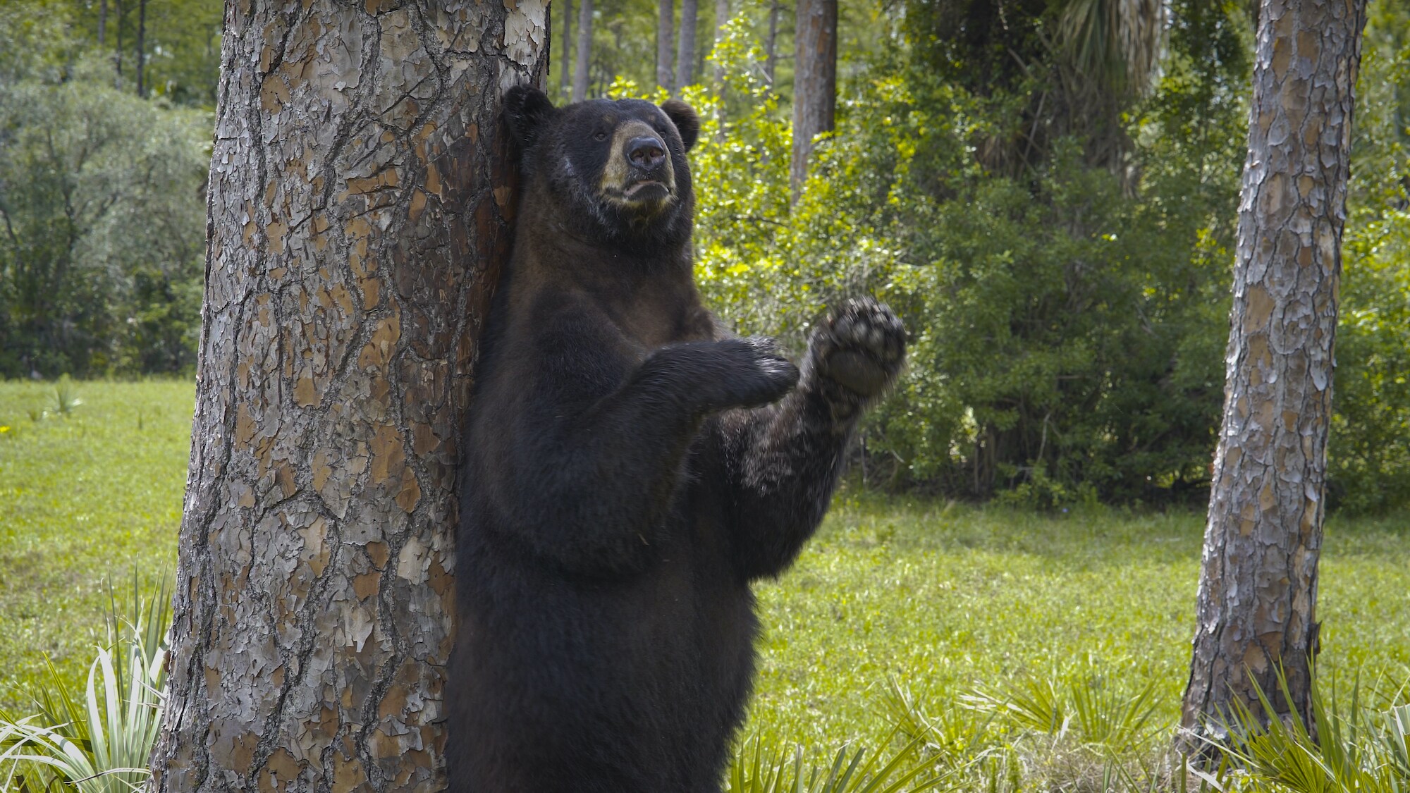 A black bear uses a tree to scratch off his winter coat. (National Geographic for Disney+)
