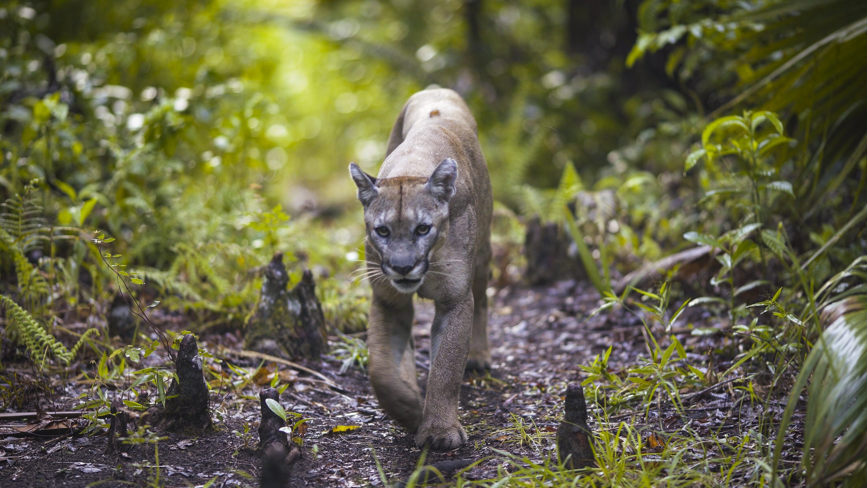 The Florida panther is one of the most rare mammals in the world. (National Geographic for Disney+)